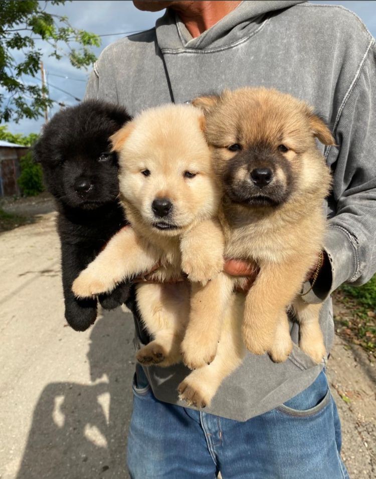animales y mascotas - Chow chow hembras y machos. Dog, pet, mascotas, cachorro, vet, show , puppy, pet