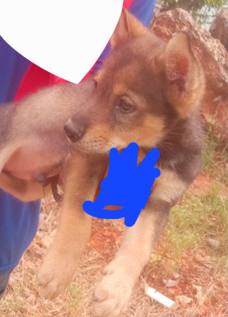 animales y mascotas - cachorro Pastor Alemán 