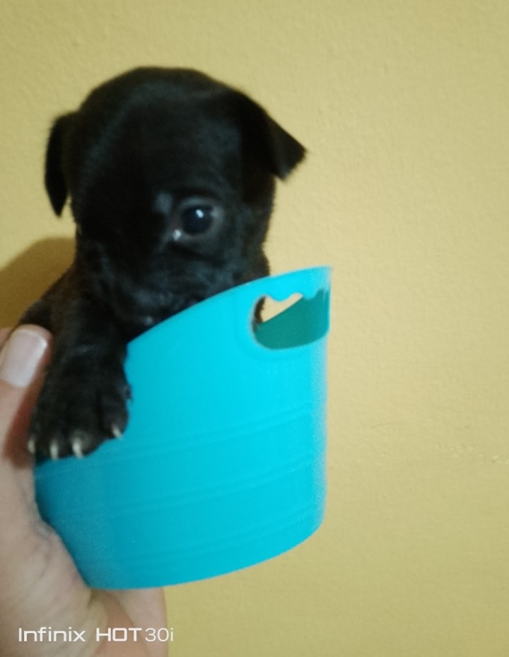 animales y mascotas - Chihuahua de pelo largo y pelo corto 2