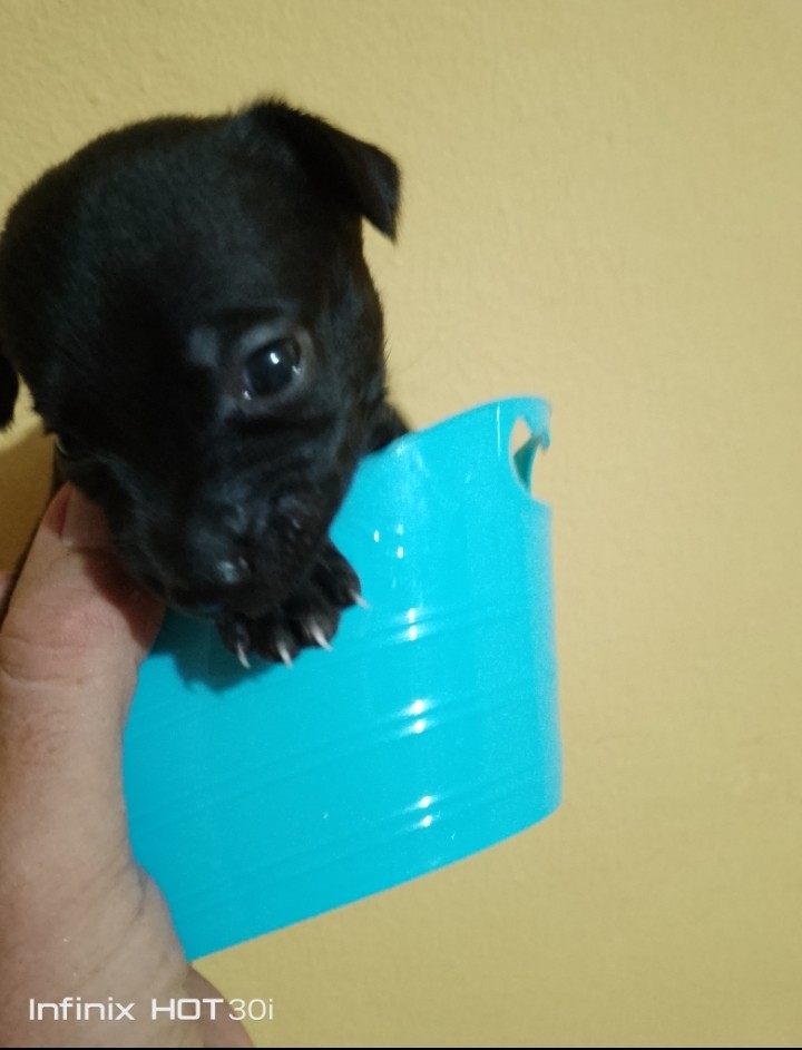 animales y mascotas - Chihuahua de pelo largo y pelo corto 3