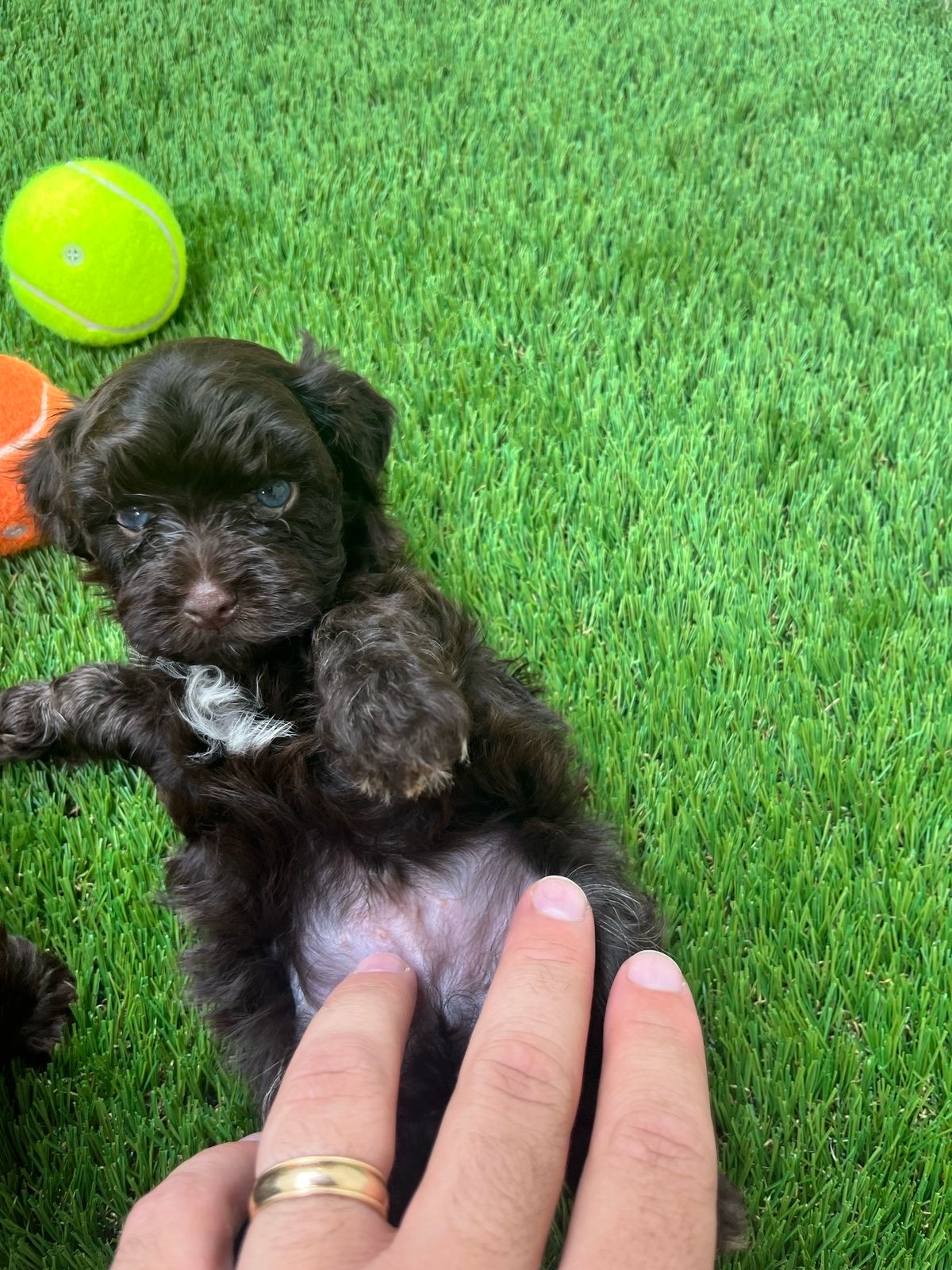 animales y mascotas - Bichon habanero 100% puro  1