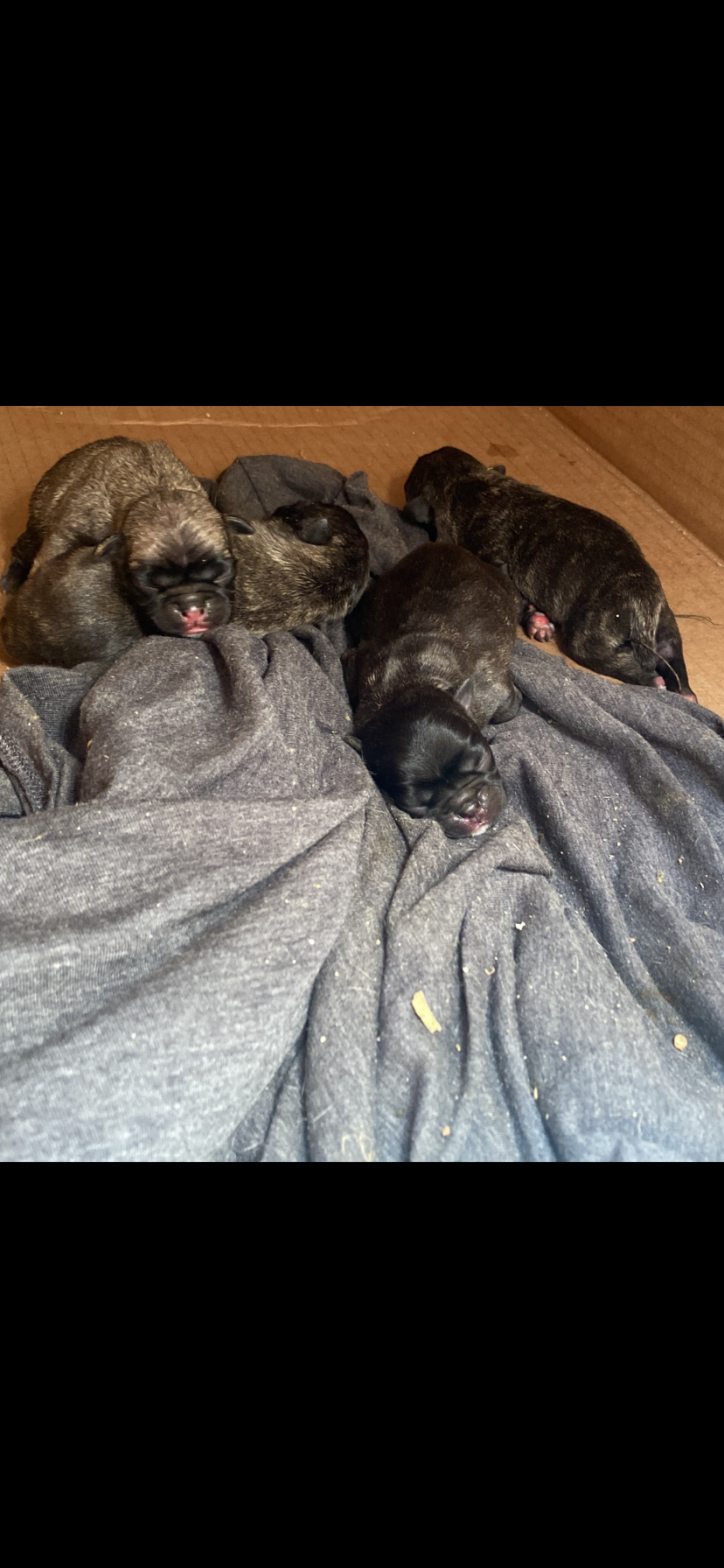 animales y mascotas - Pug chino cachorro 1 mes de nacido  0