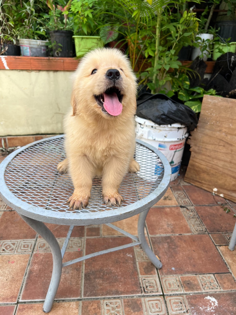 animales y mascotas - Golden retriever perros  2