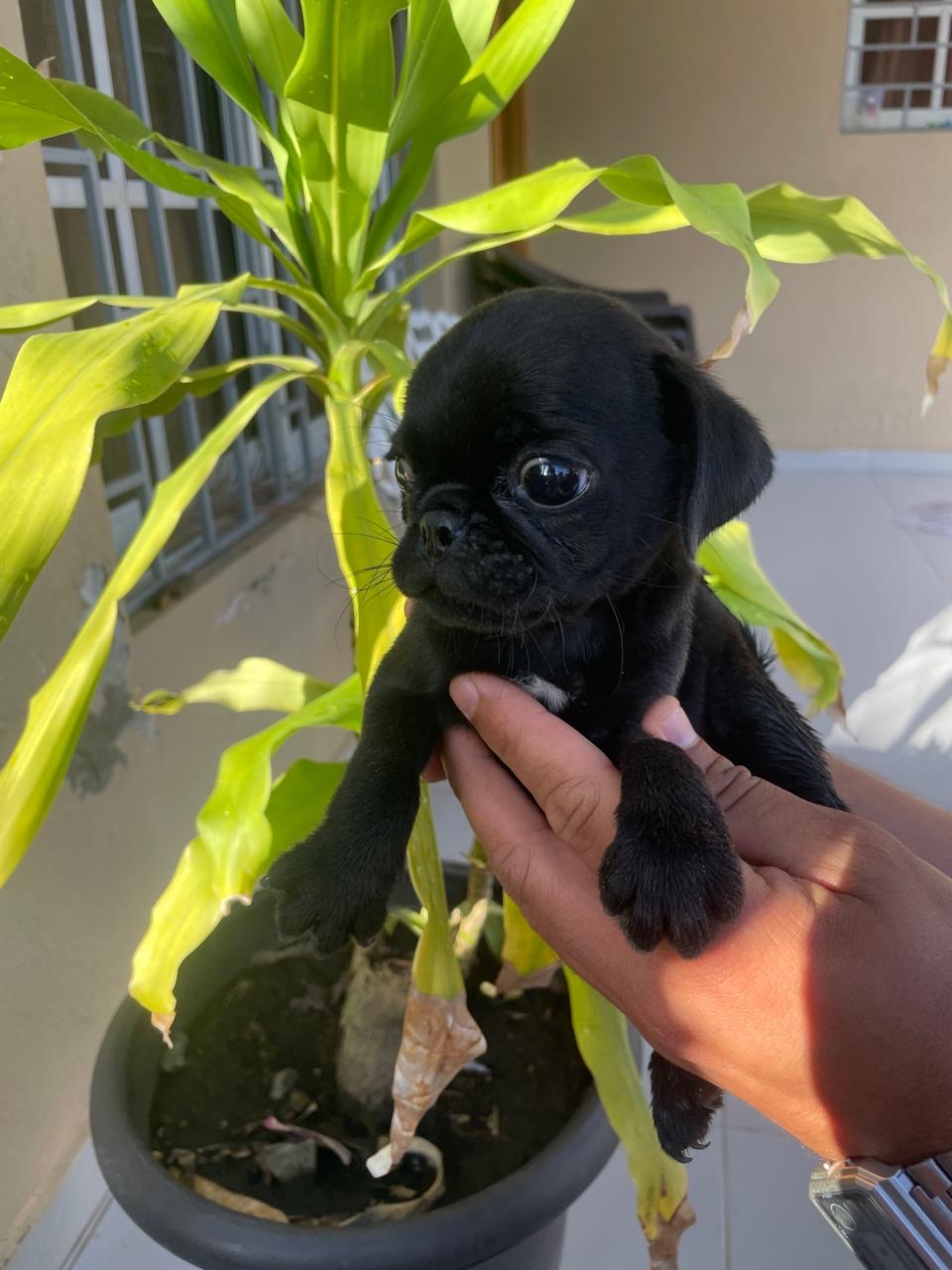 animales y mascotas - pug ambos sexos  0