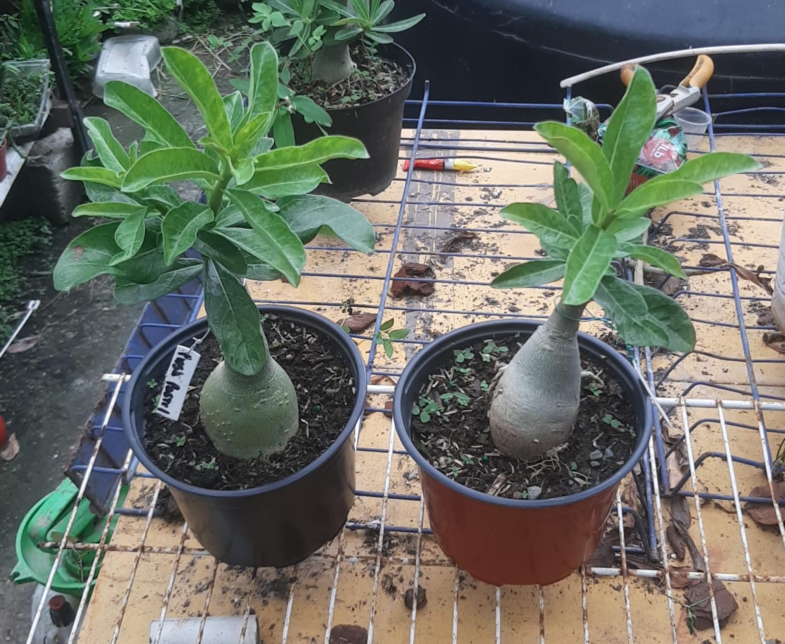herramientas, jardines y exterior - Rosas del desierto multipetalos disponibles 1