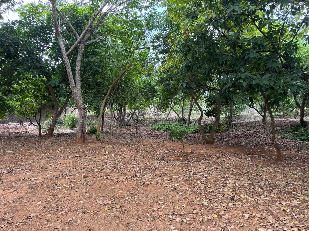solares y terrenos - 036-D FINCA EN BRISA DEL ESTE, SANTO DOMINGO 3