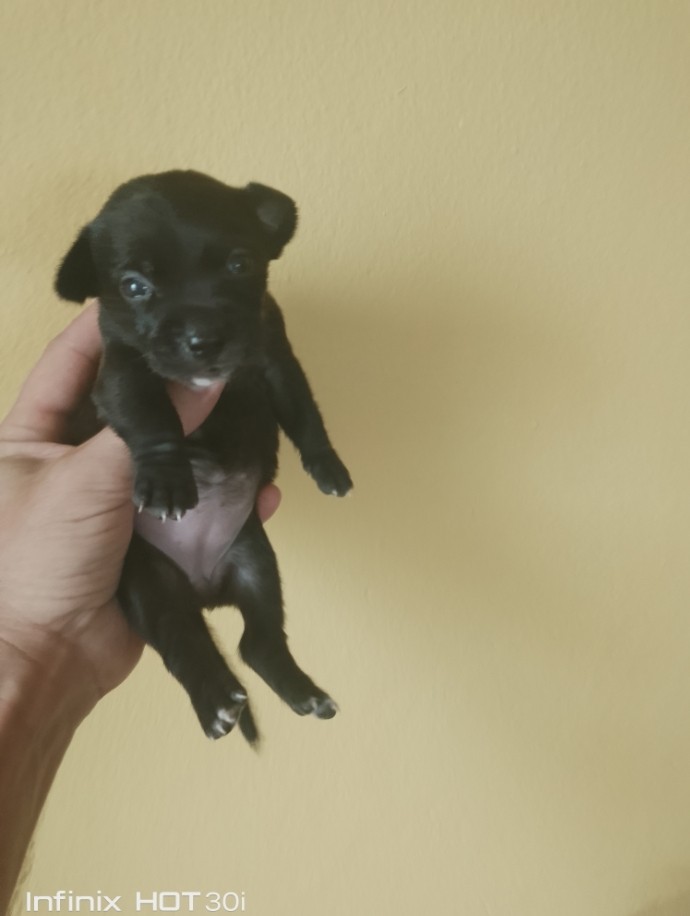 animales y mascotas - Chihuahua de pelo largo y pelo corto 4
