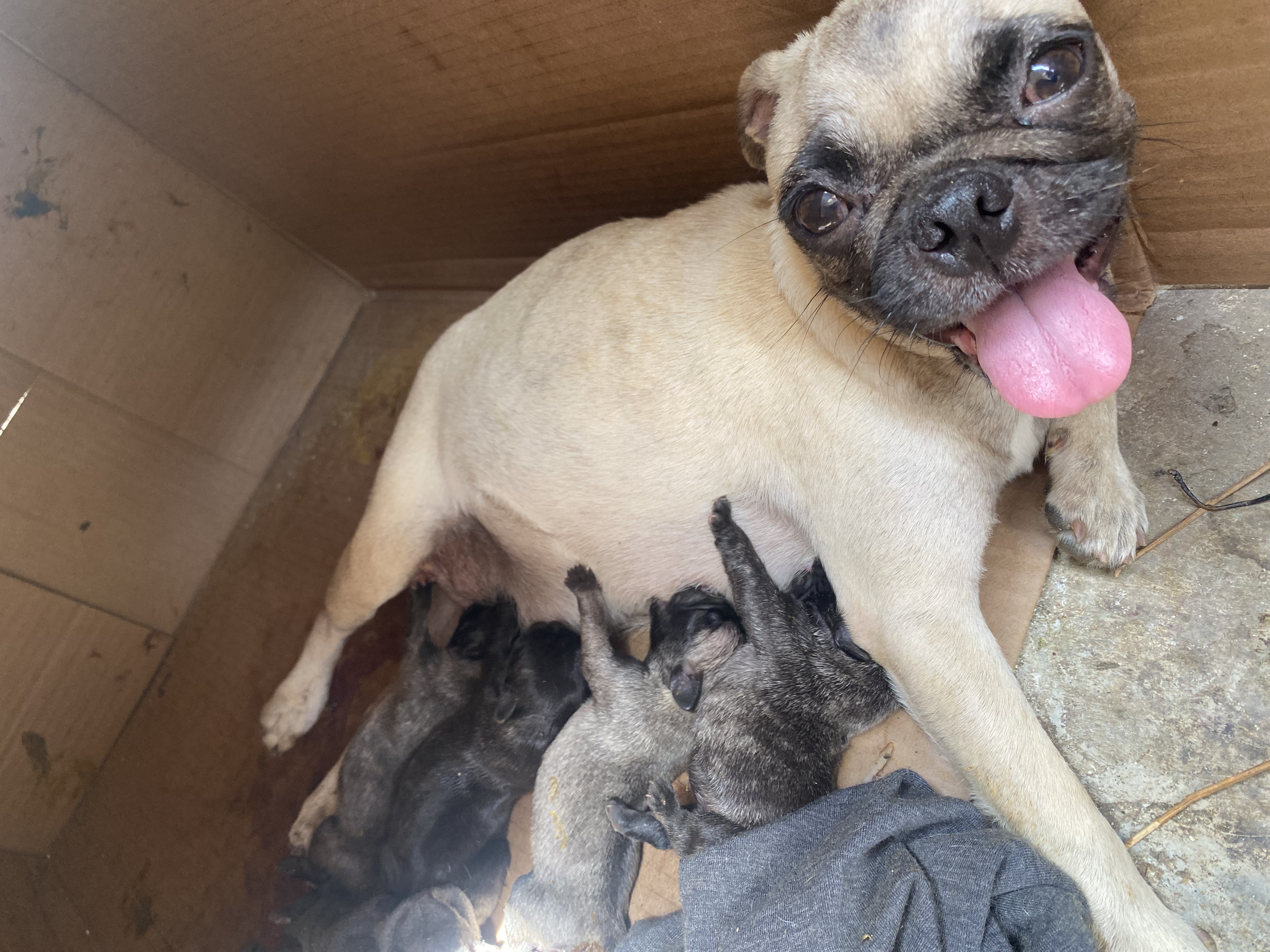 animales y mascotas - Pug chino cachorro 1 mes de nacido  1