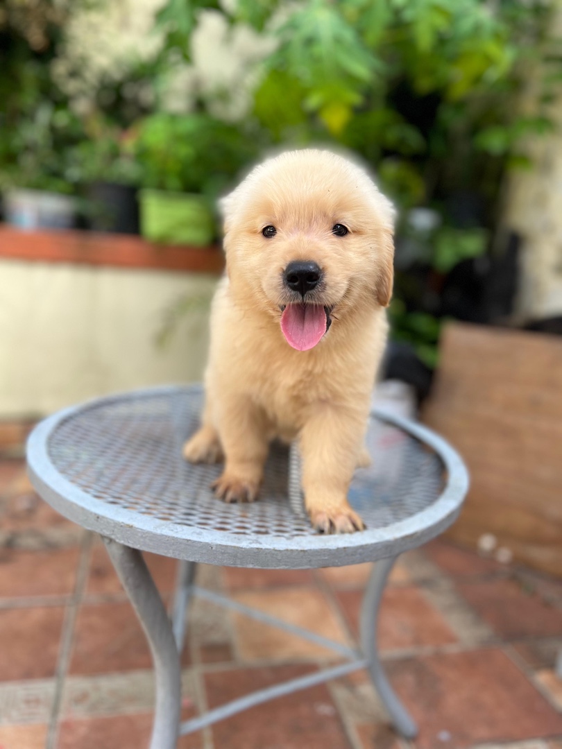 animales y mascotas - Golden retriever perros  3