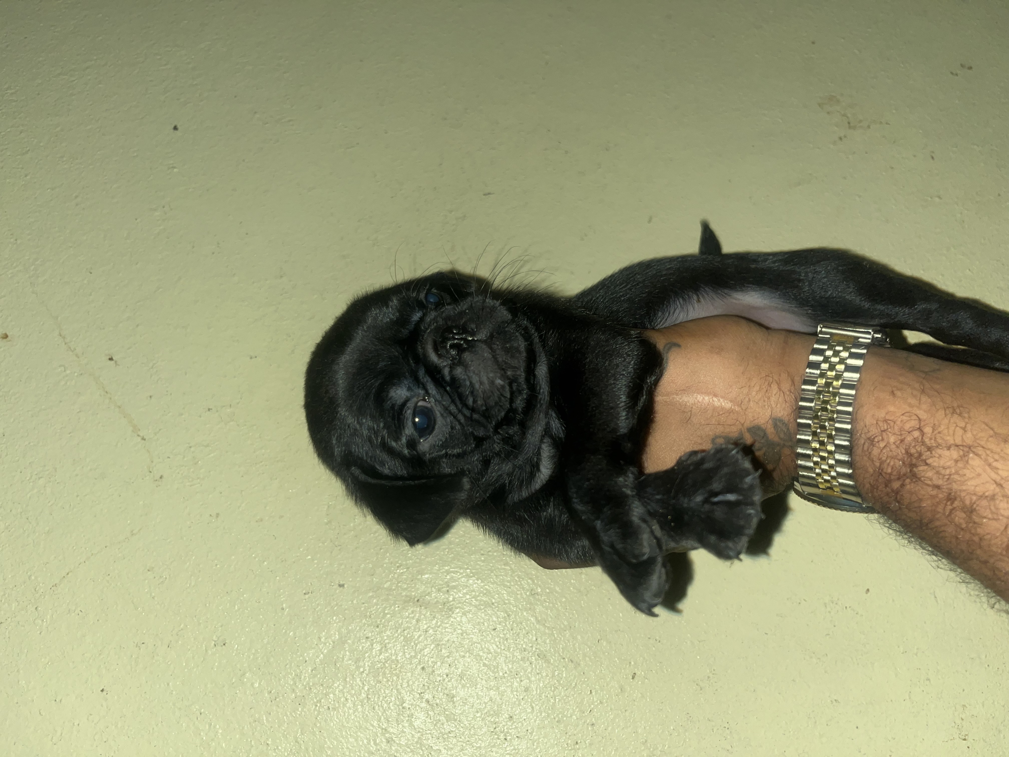 animales y mascotas - cachorro pug 0