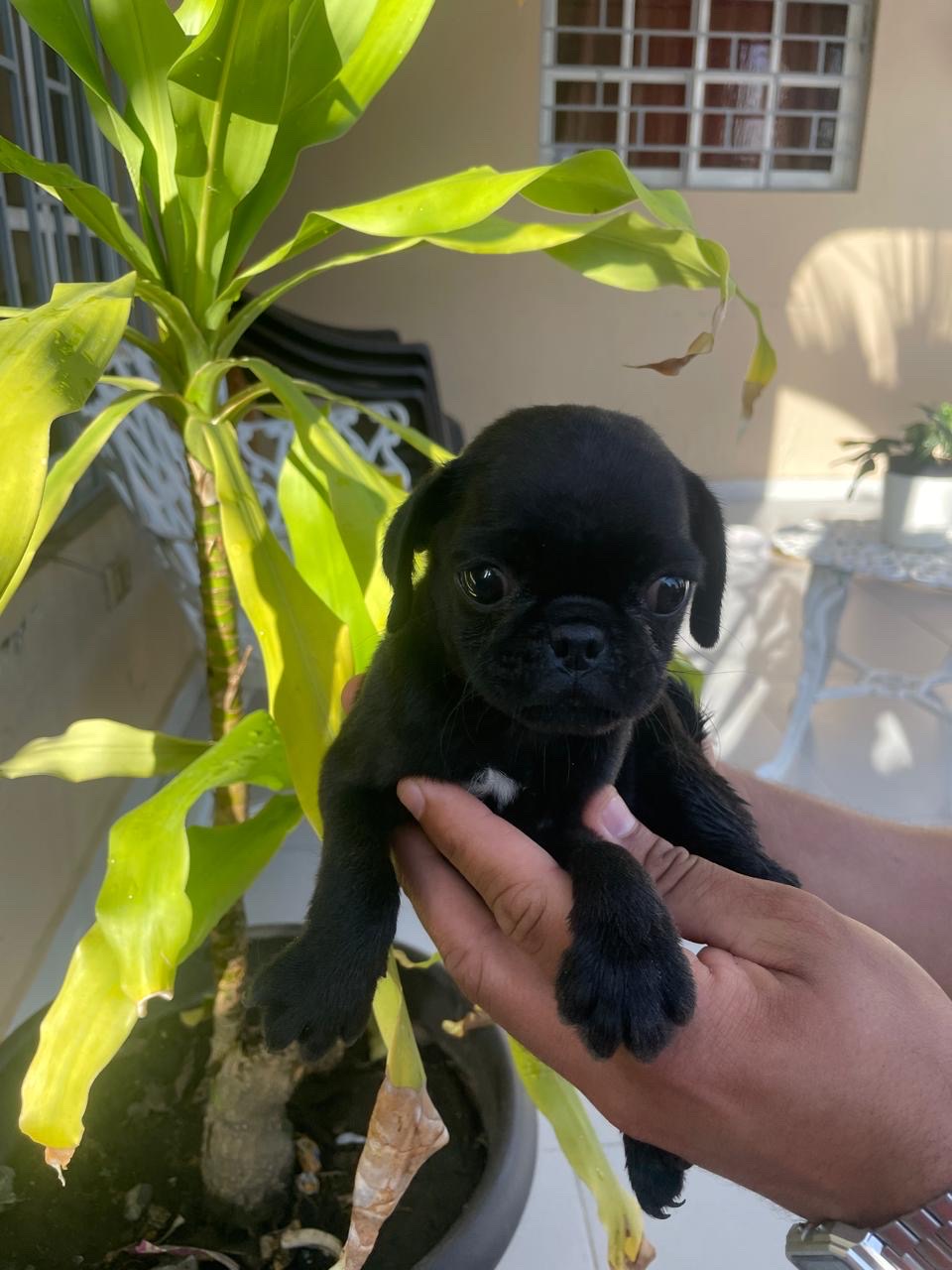 animales y mascotas - pug ambos sexos  1