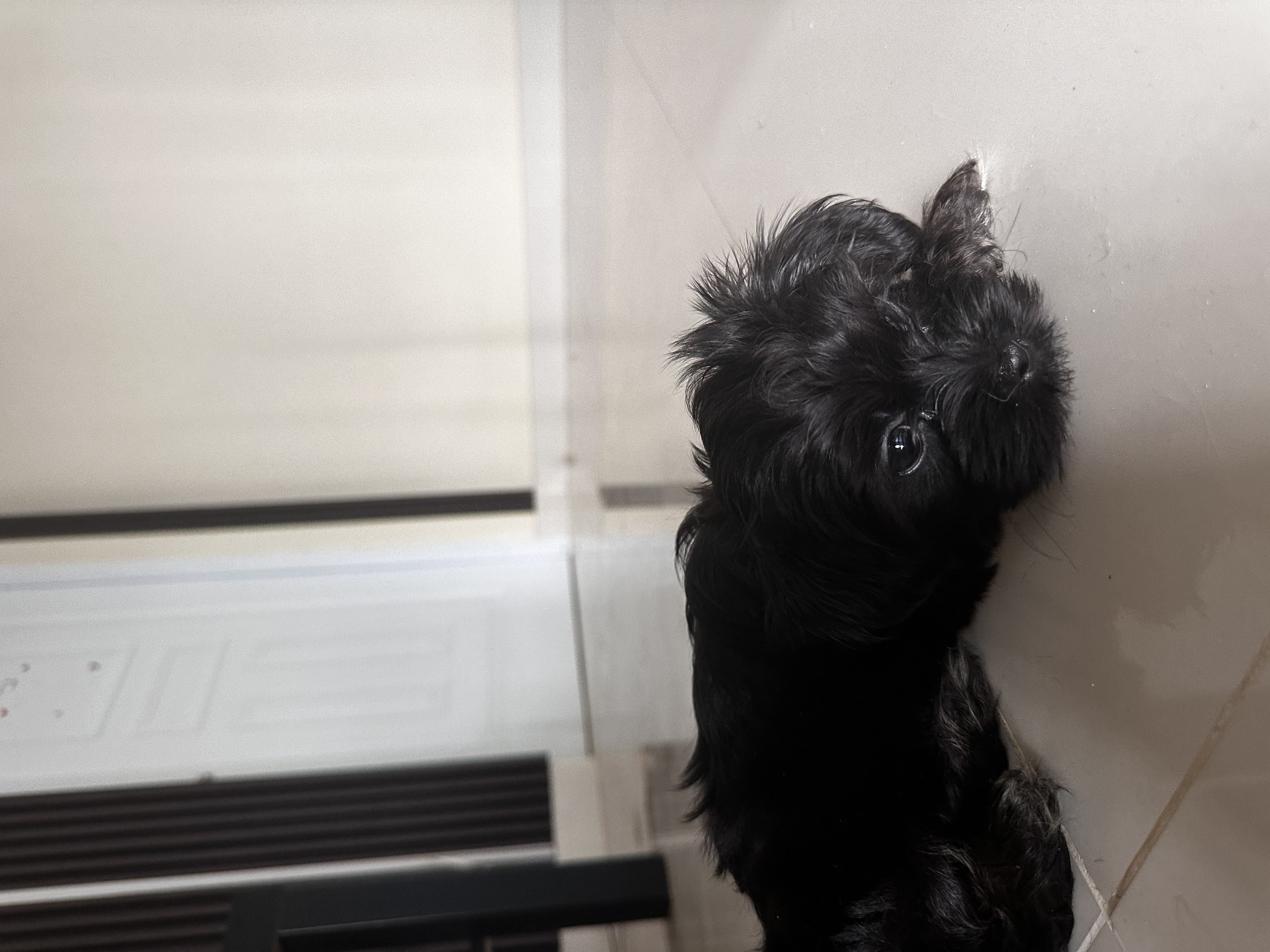 animales y mascotas - Cachorros Shipoo en Venta!  1
