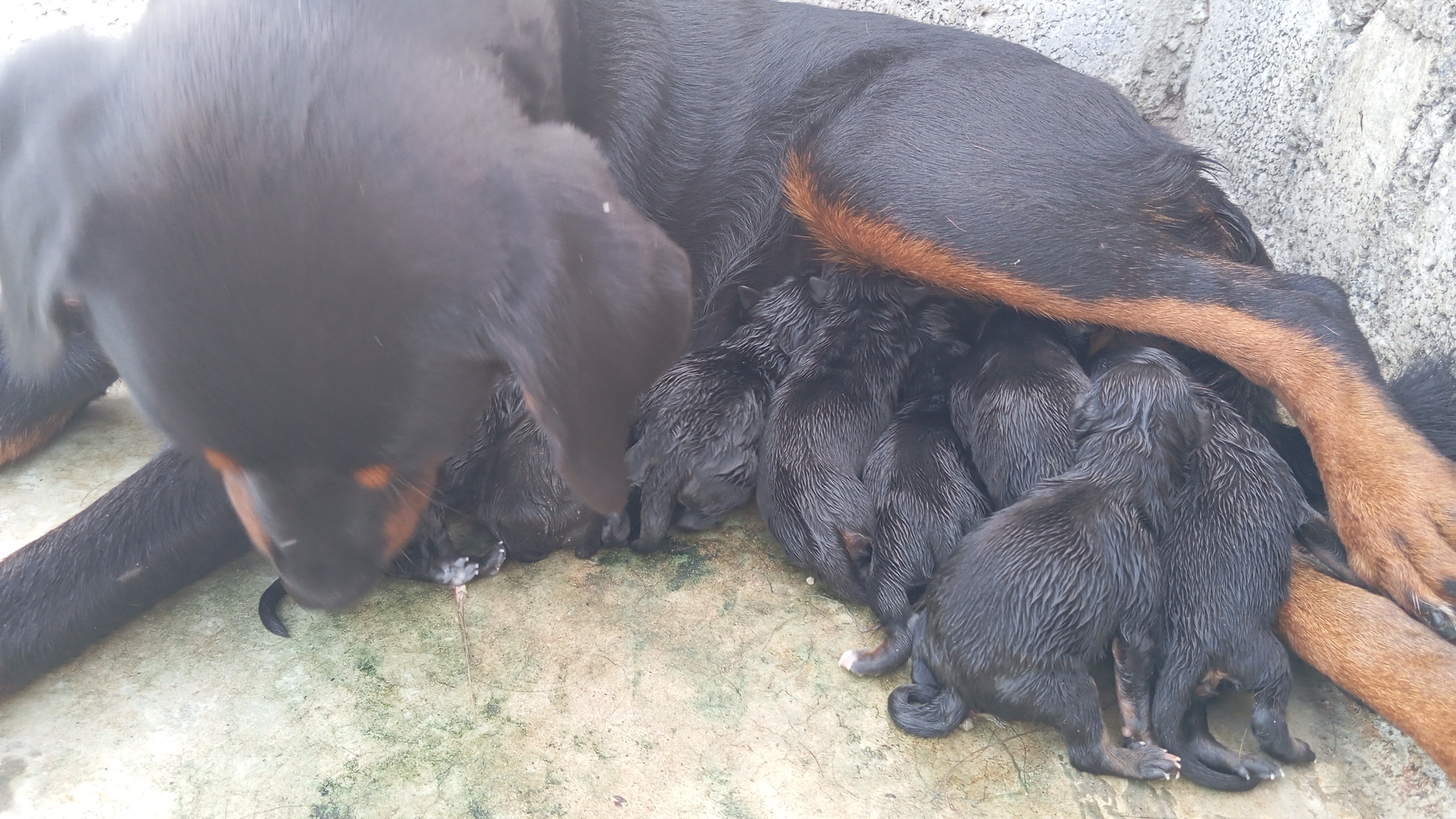 animales y mascotas - Rottweiler cachorro