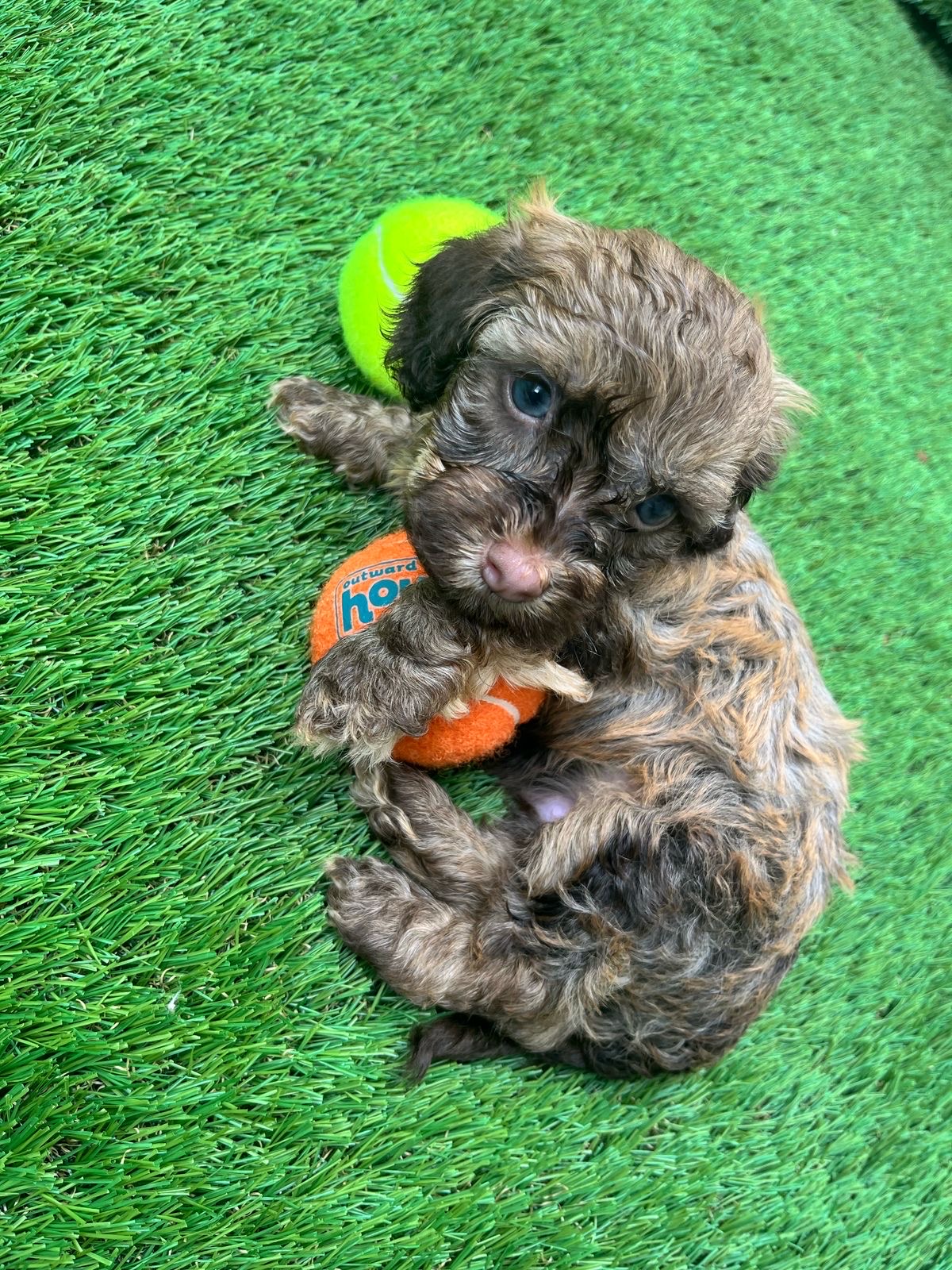 animales y mascotas - Bichon habanero 100% puro  3