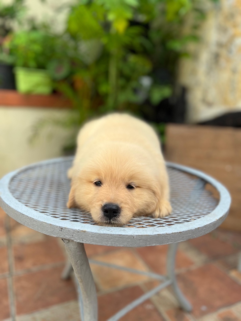 animales y mascotas - Golden retriever perros  4