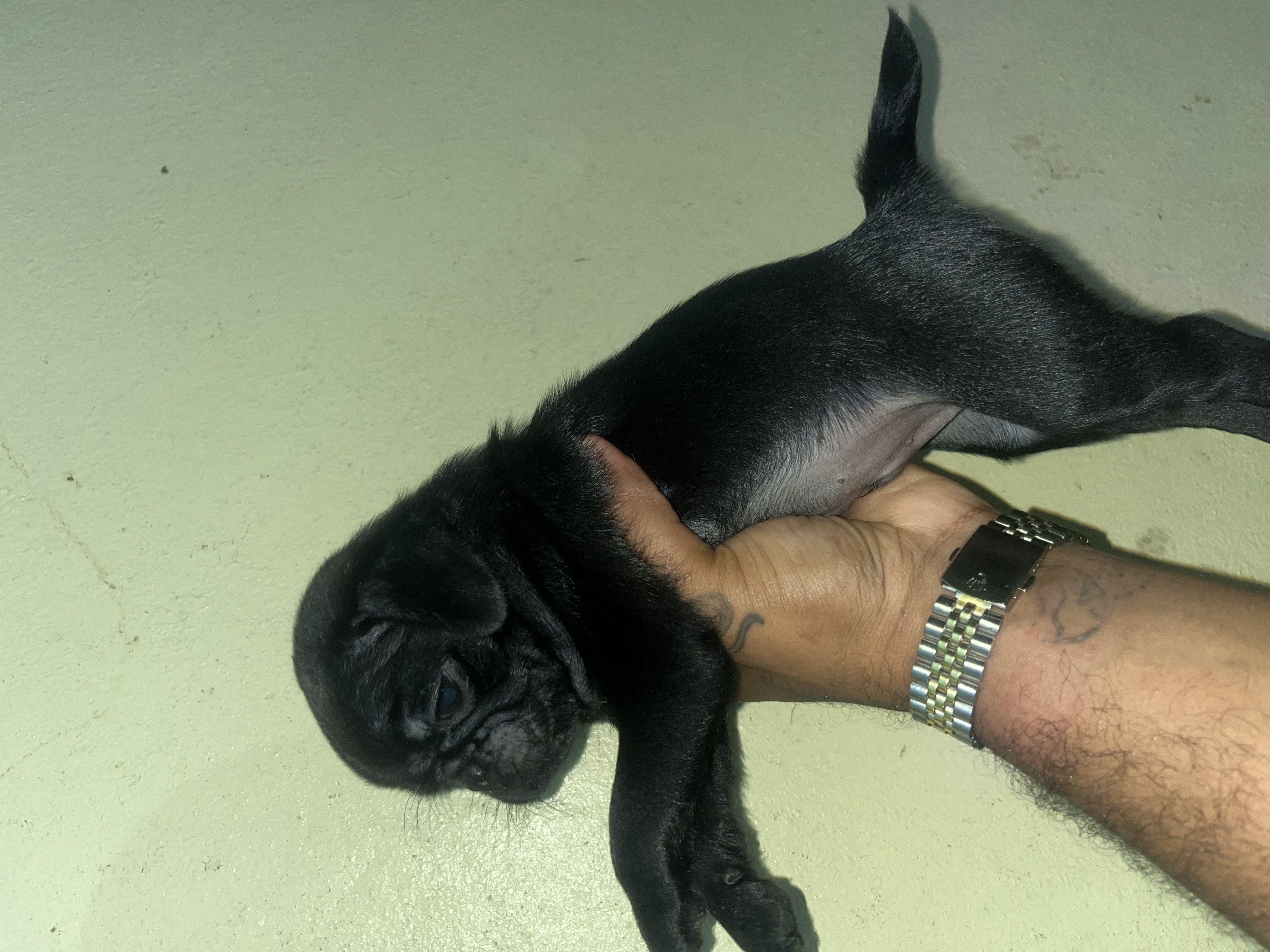 animales y mascotas - cachorro pug 1
