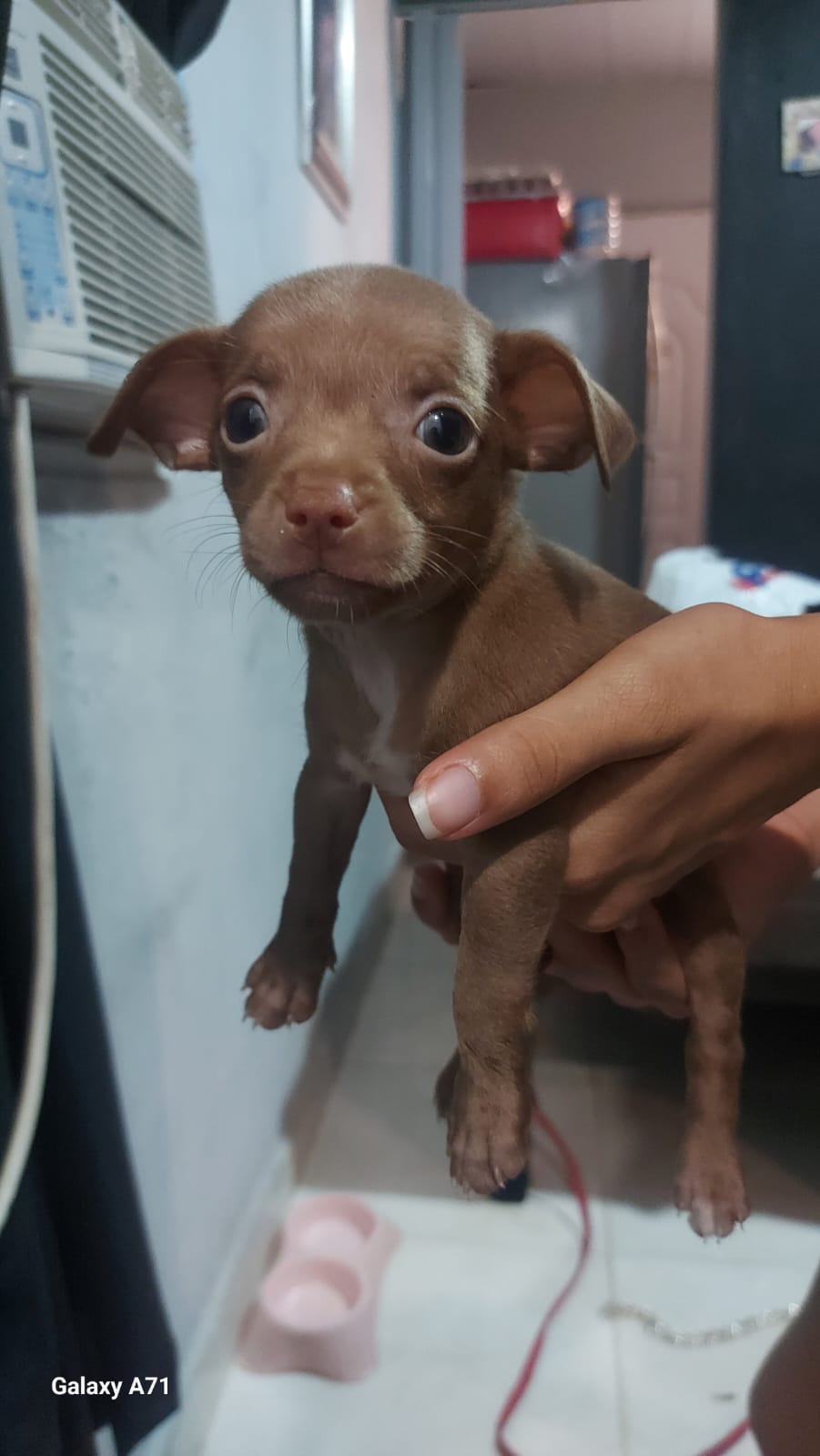 animales y mascotas - Cachorros chihuahua #2 1
