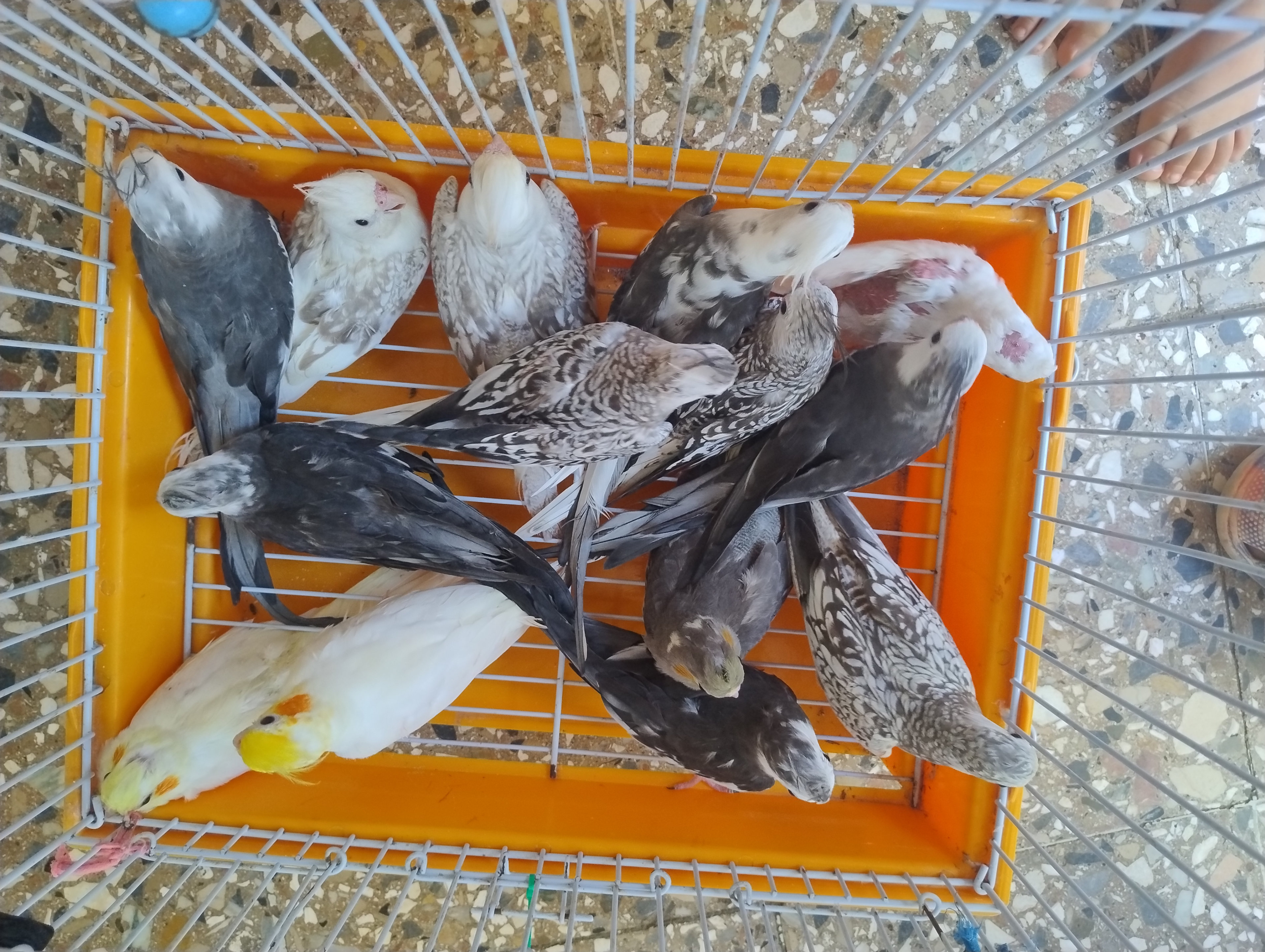 animales y mascotas - Aves, Buscando hogar  3