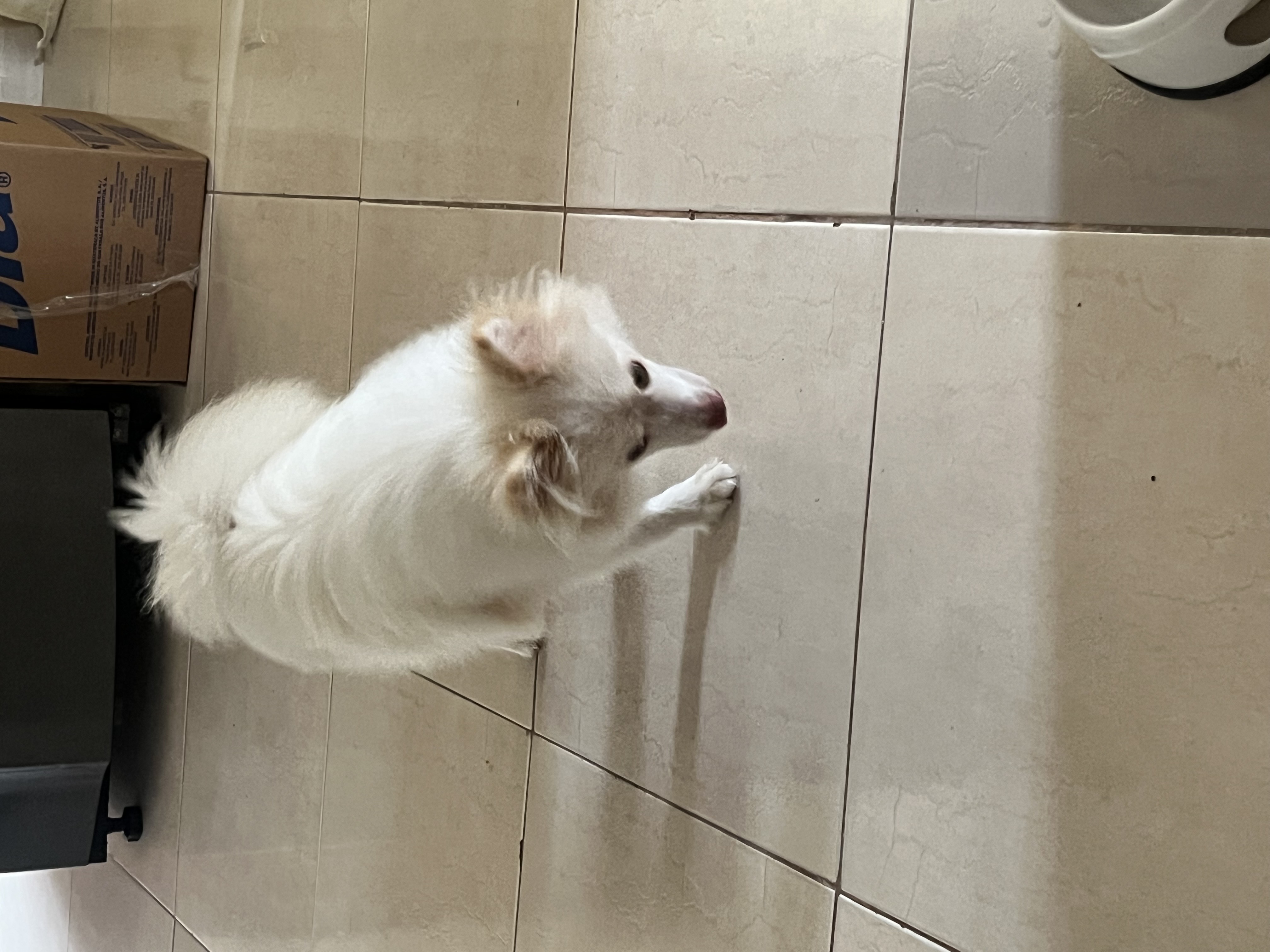 animales y mascotas - perrito pumeranio  2