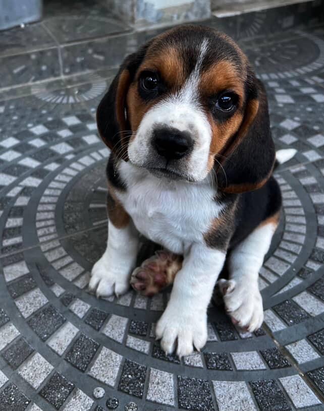 animales y mascotas - BEAGLES  2