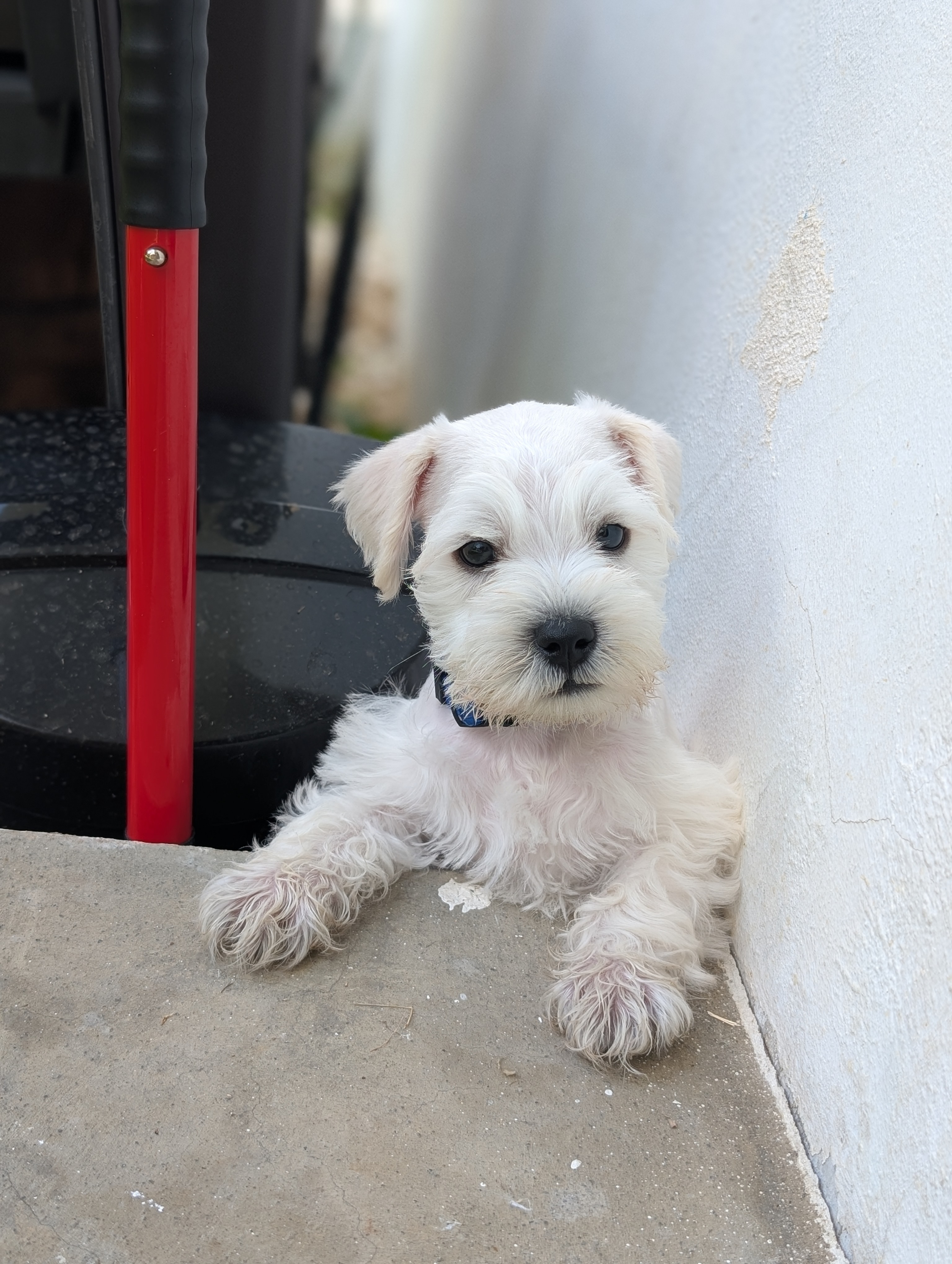 animales y mascotas - Mini Schnauzers DISPONIBLES 3