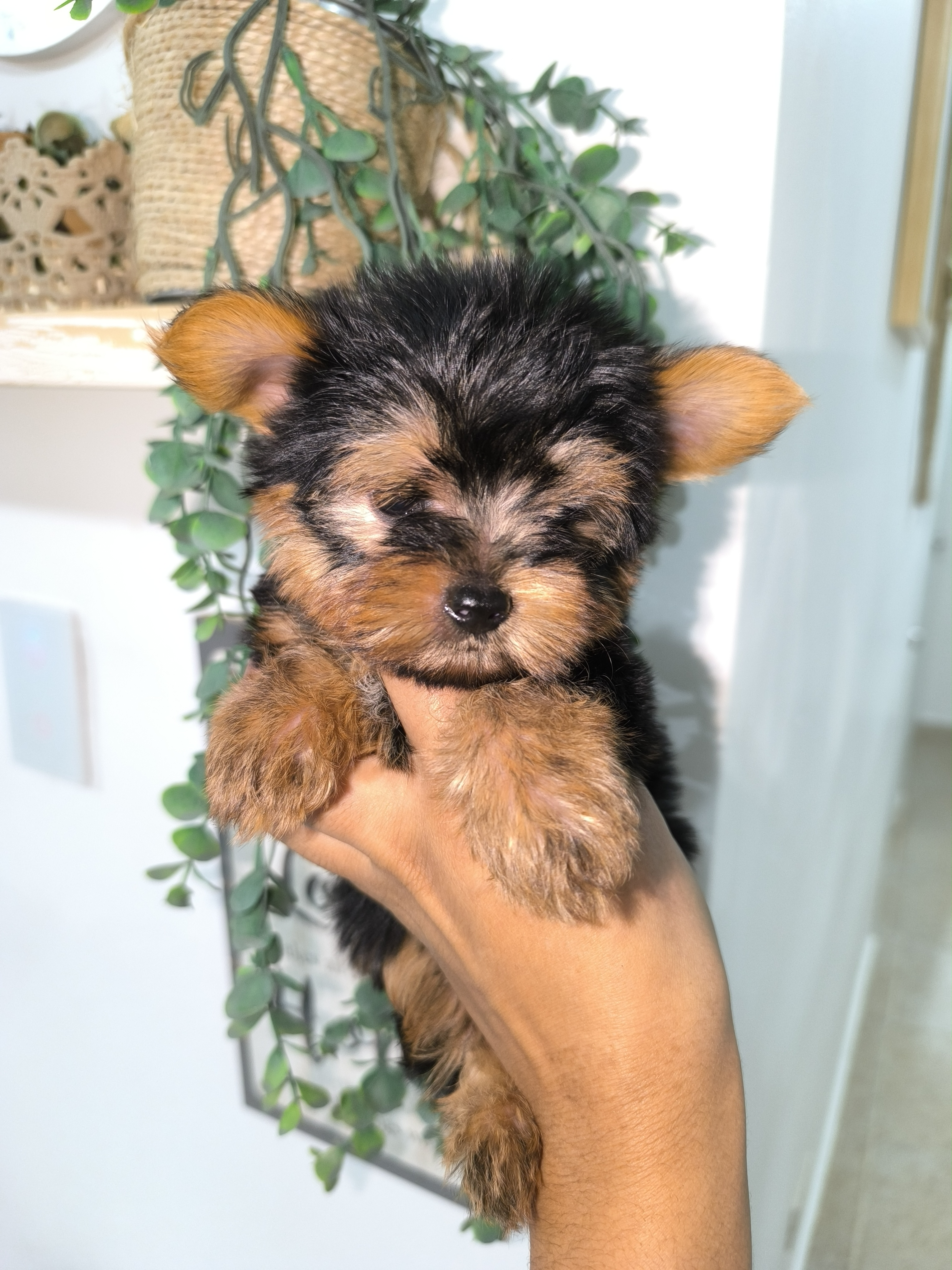 animales y mascotas - Yorkie mini 0
