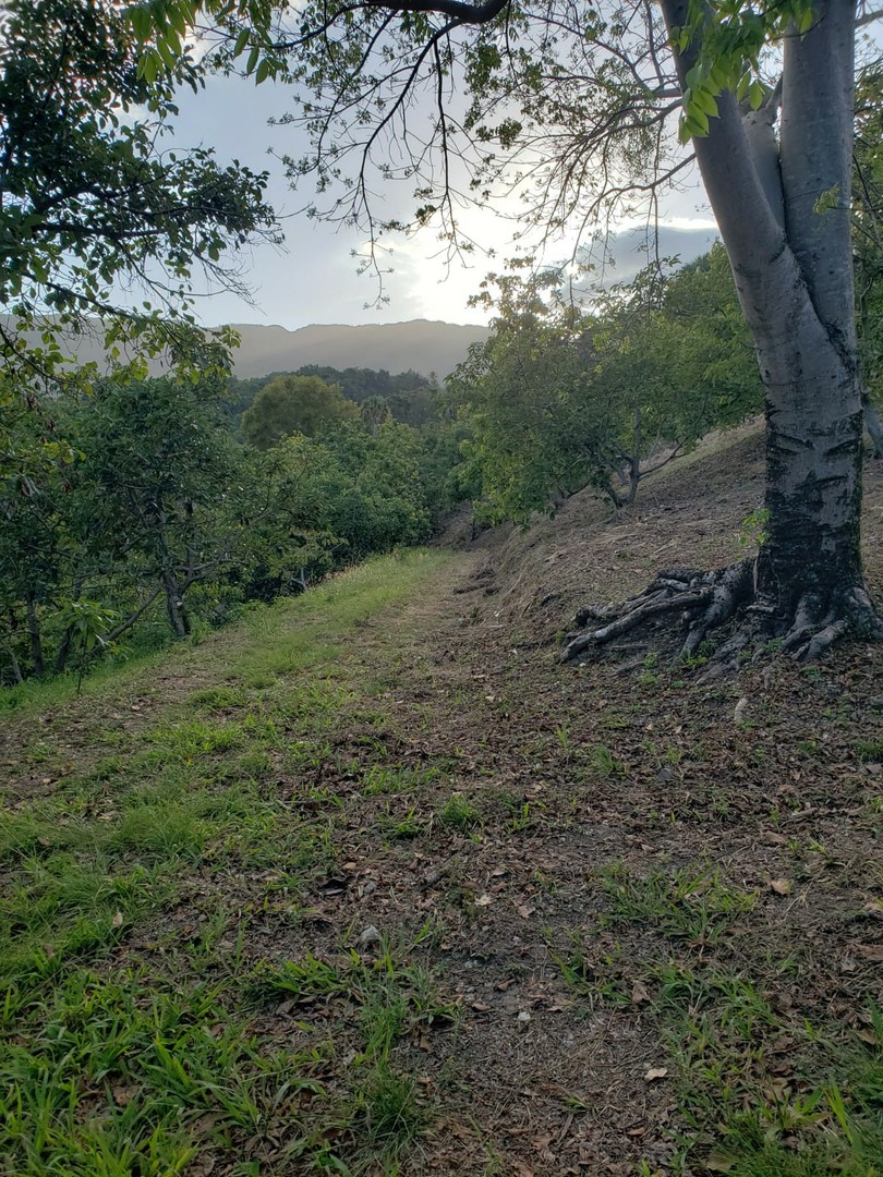 solares y terrenos - Finca de Aguacates en Venta en Paraíso, Barahona 4