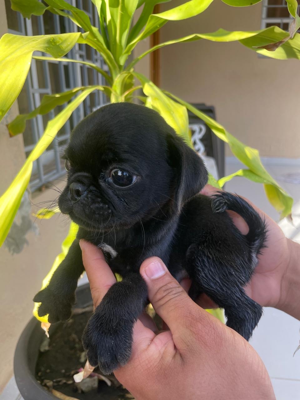 animales y mascotas - pug ambos sexos  2