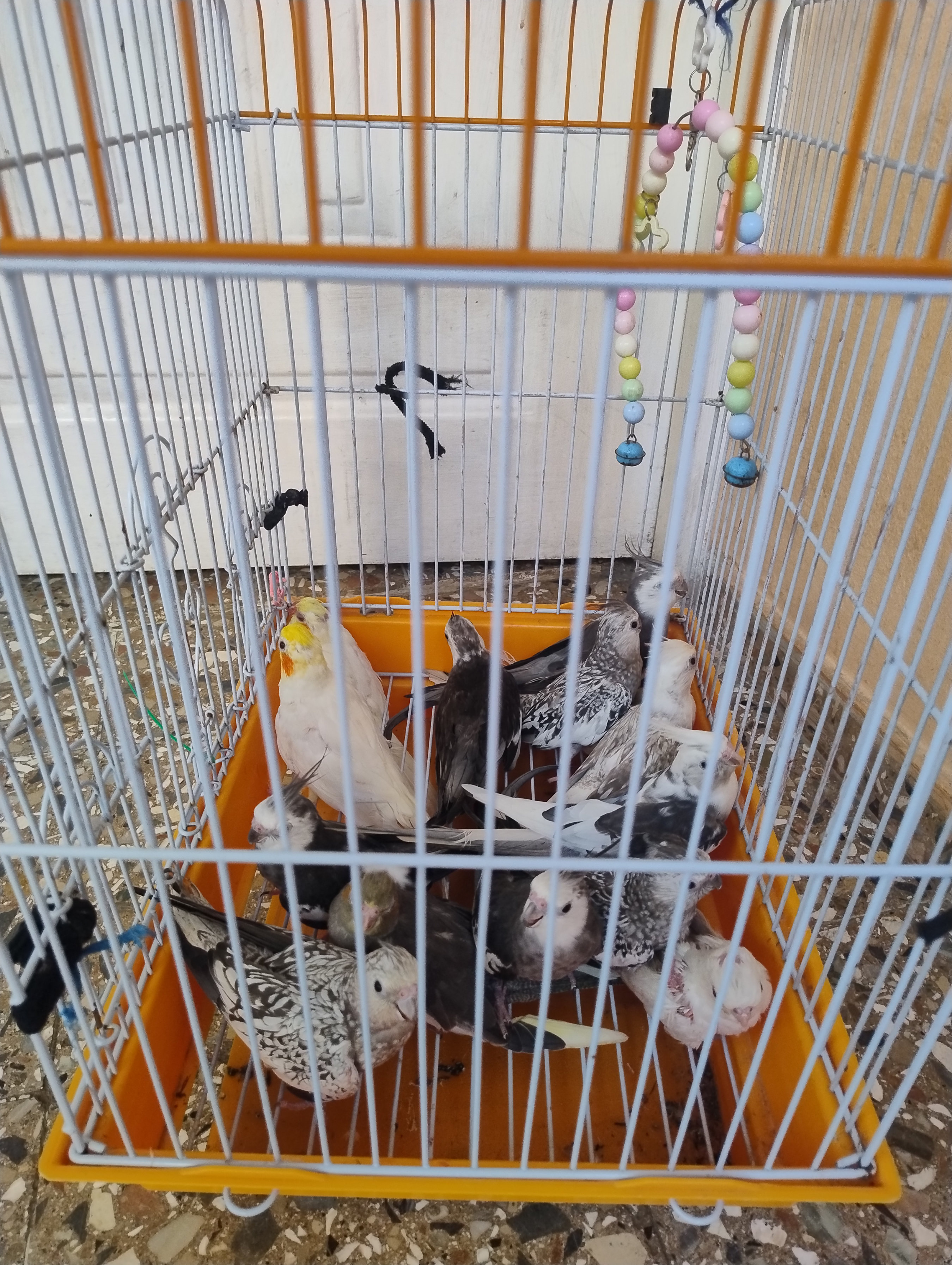 animales y mascotas - Aves, Buscando hogar 