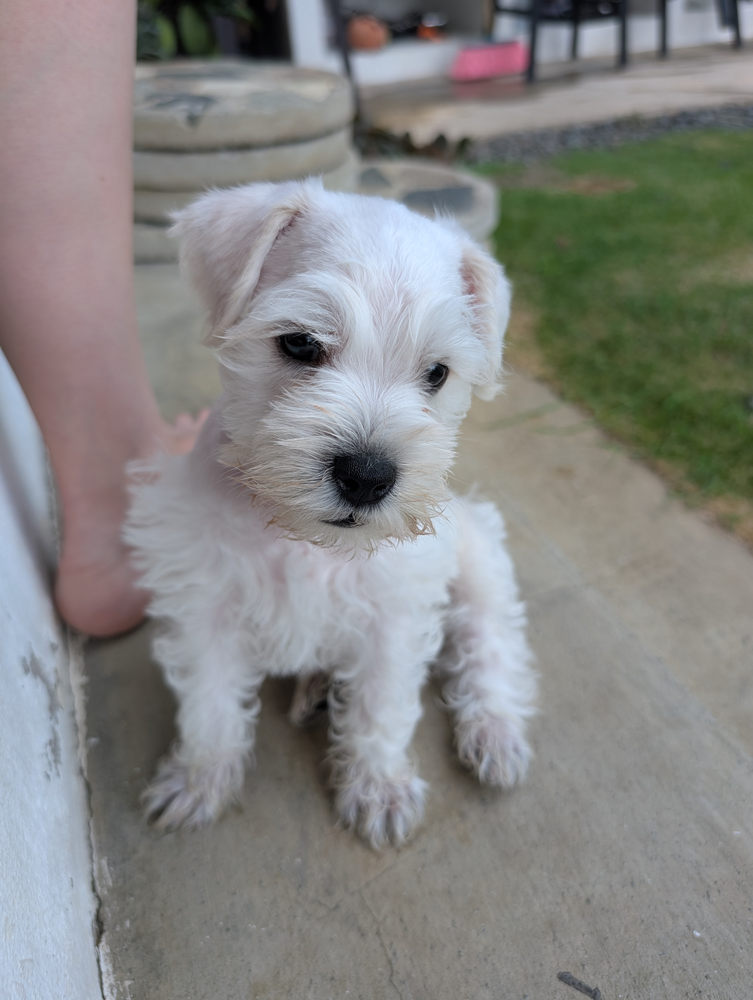 animales y mascotas - Mini Schnauzers DISPONIBLES 0