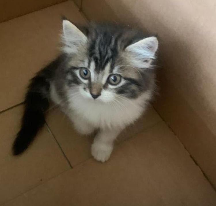 animales y mascotas - Gato angora turco hembra y macho. Cat, gatito, minino, pet, cat, ángora, vet 0