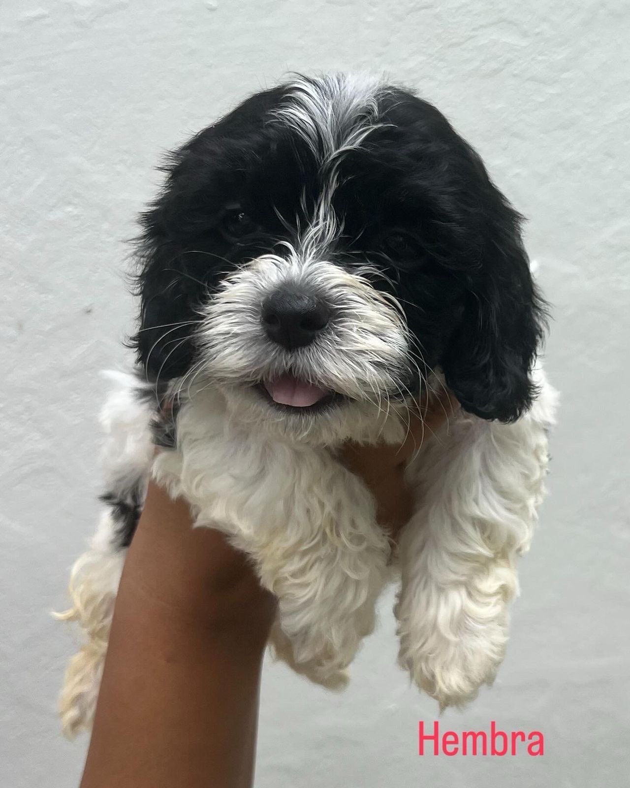 animales y mascotas - Bichon habanero 100% puro  4