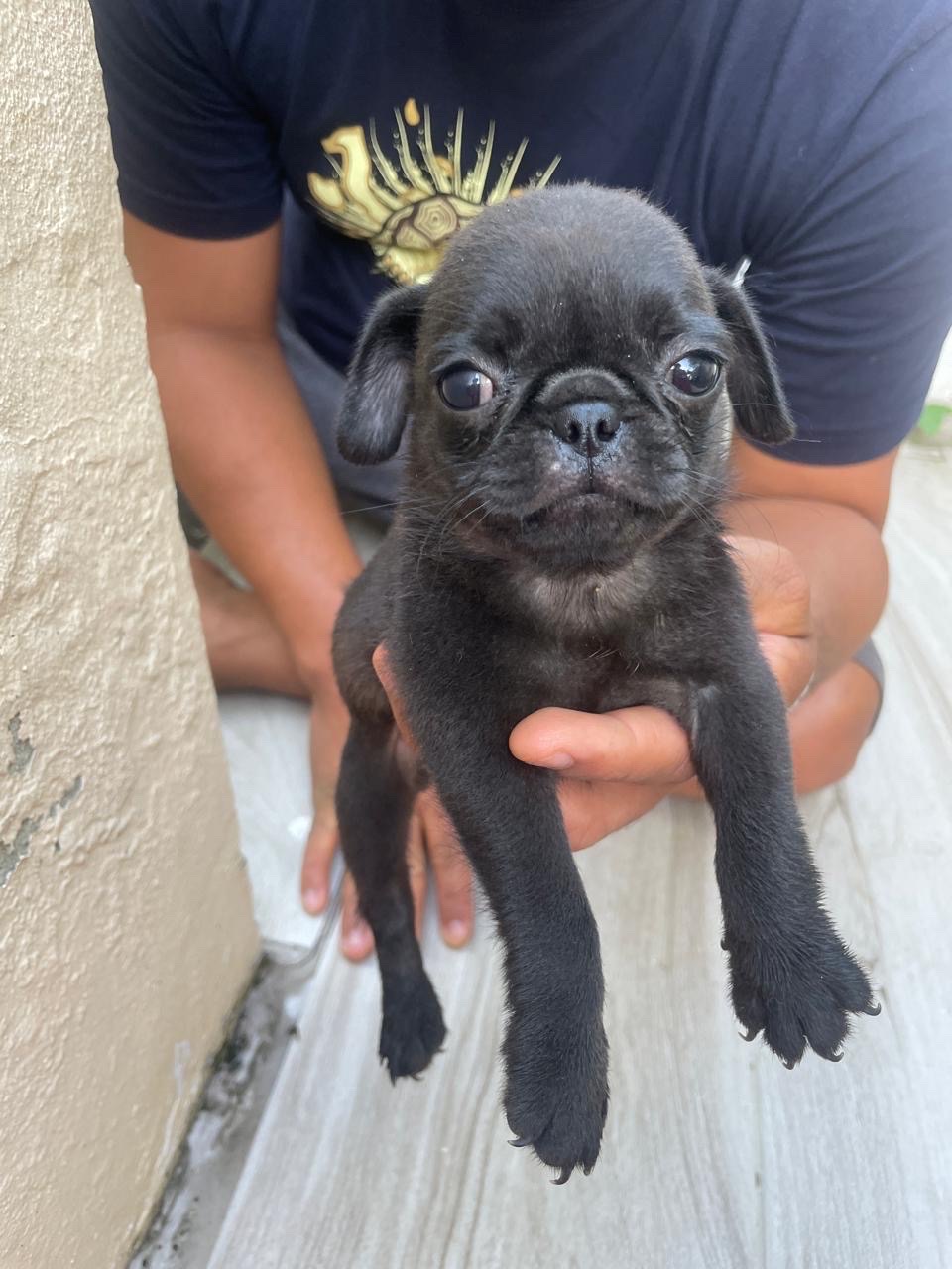 animales y mascotas - pug ambos sexos  3
