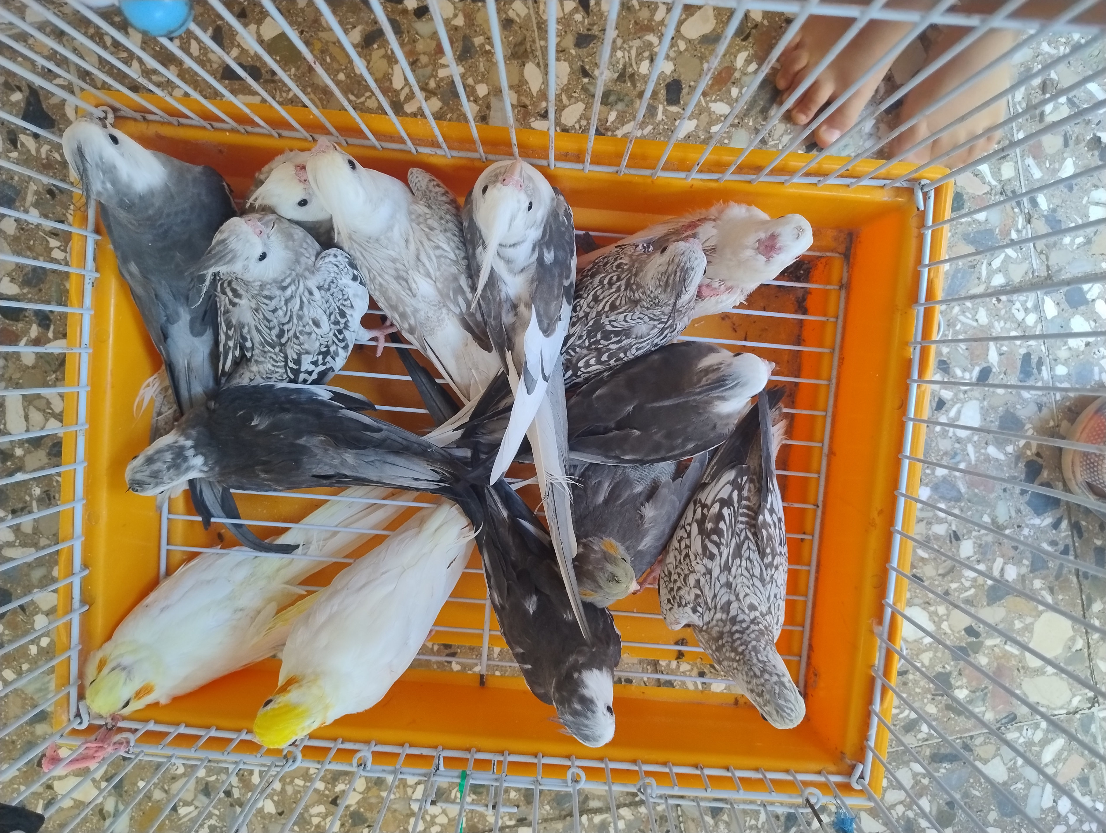 animales y mascotas - Aves, Buscando hogar  1