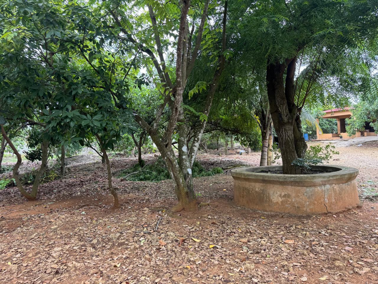 solares y terrenos - 036-D FINCA EN BRISA DEL ESTE, SANTO DOMINGO 6