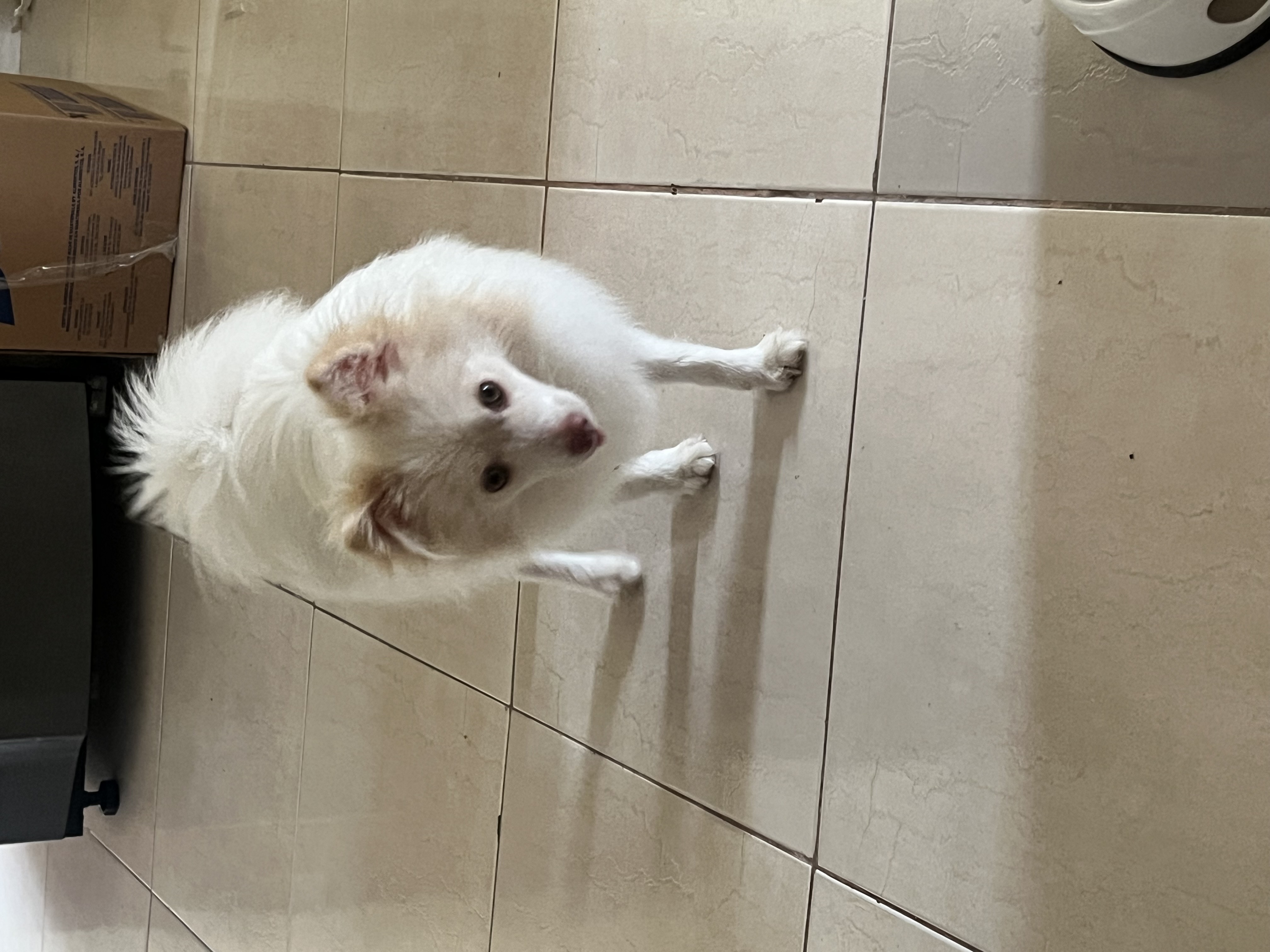 animales y mascotas - perrito pumeranio  0