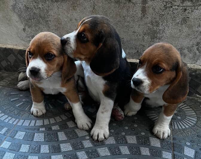 animales y mascotas - BEAGLES 