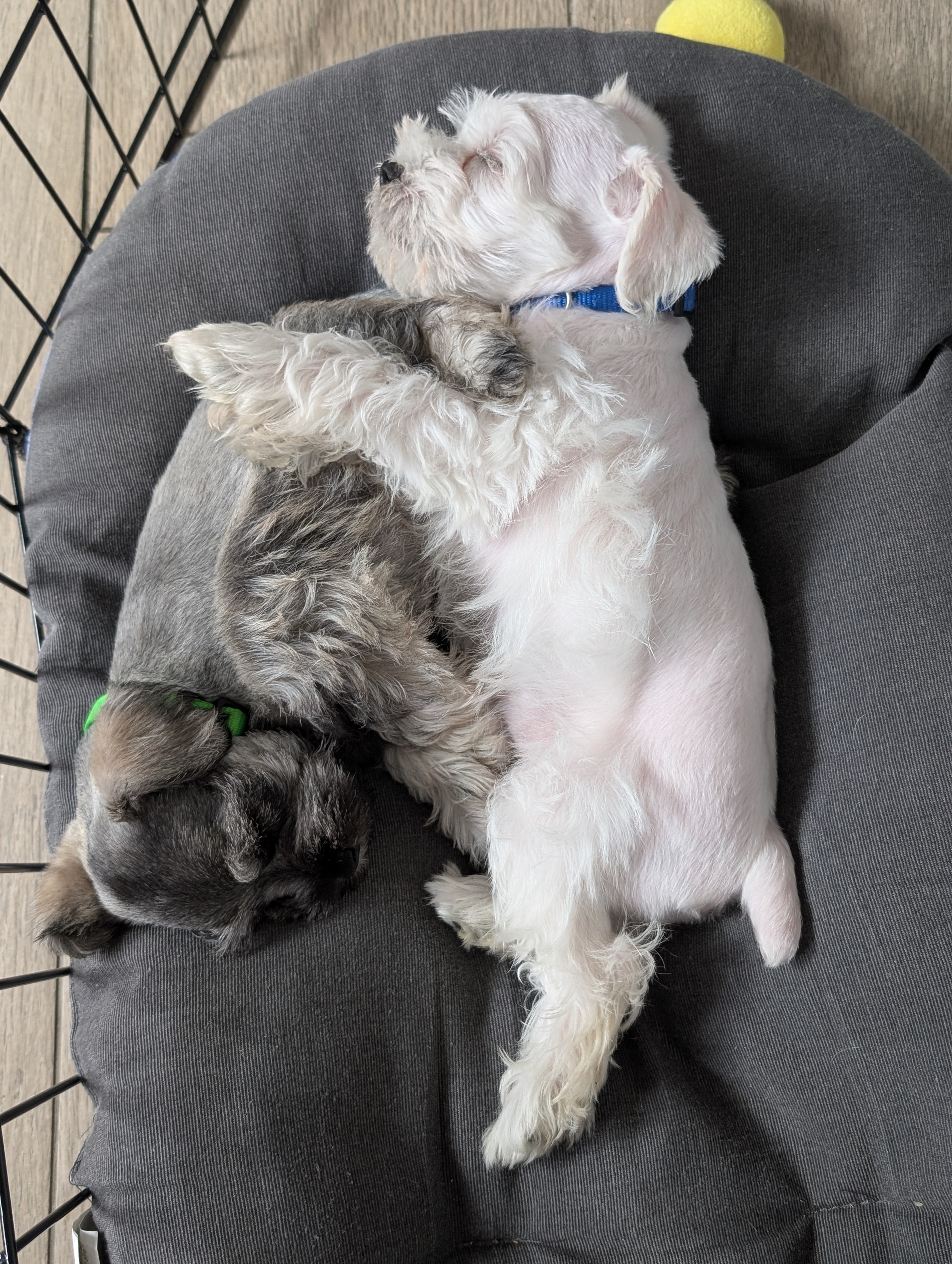 animales y mascotas - Mini Schnauzers DISPONIBLES 1