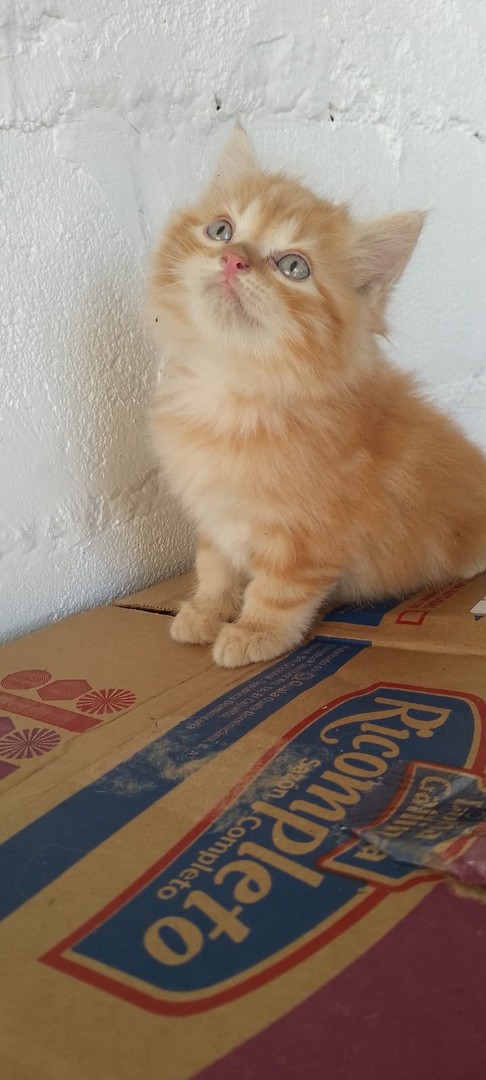 animales y mascotas - Gato angora turco hembra y macho. Cat, gatito, minino, pet, cat, ángora, vet 1