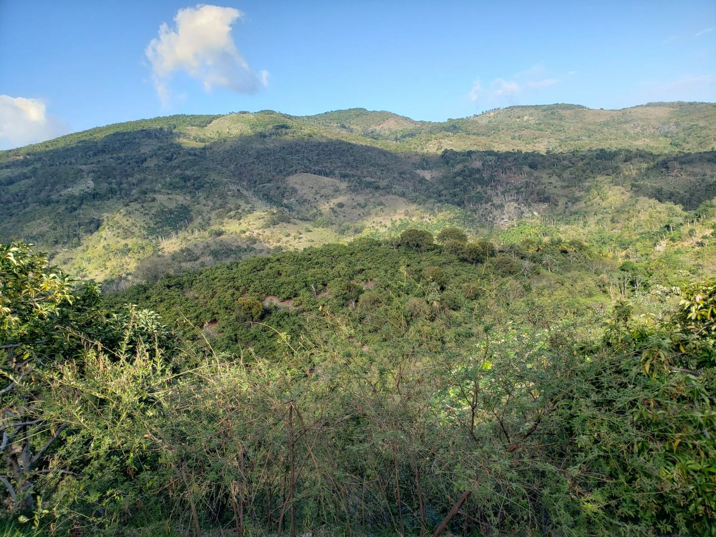solares y terrenos - Finca de Aguacates en Venta en Paraíso, Barahona 2