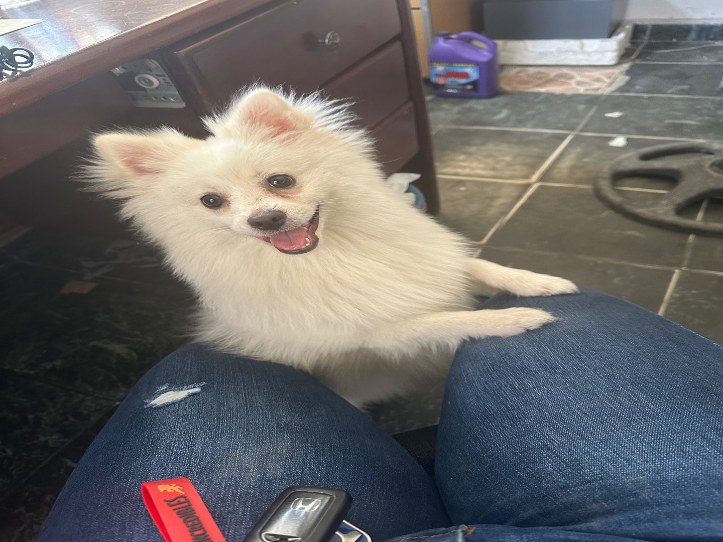animales y mascotas - Perro pomerania 10 meses, macho 0