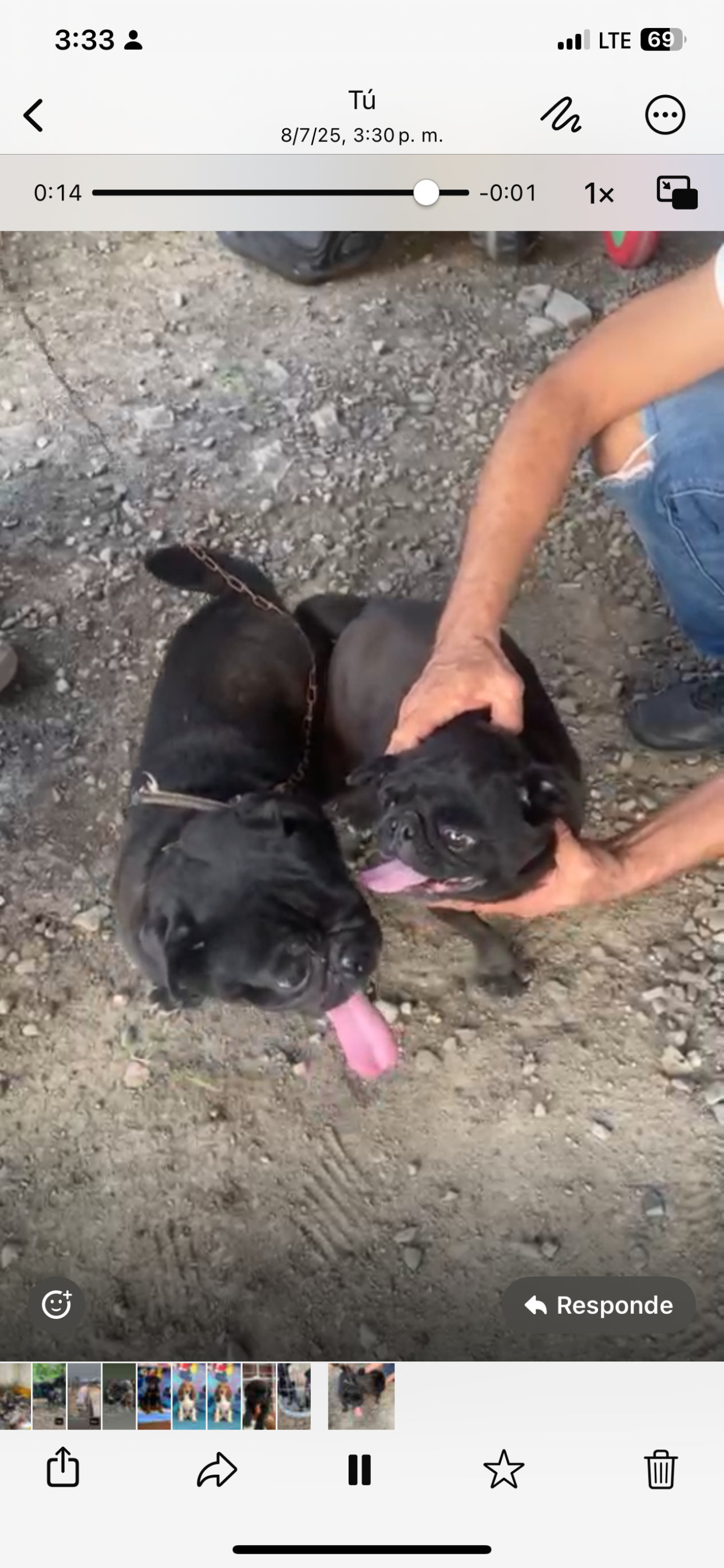 animales y mascotas - pug ambos sexos  4