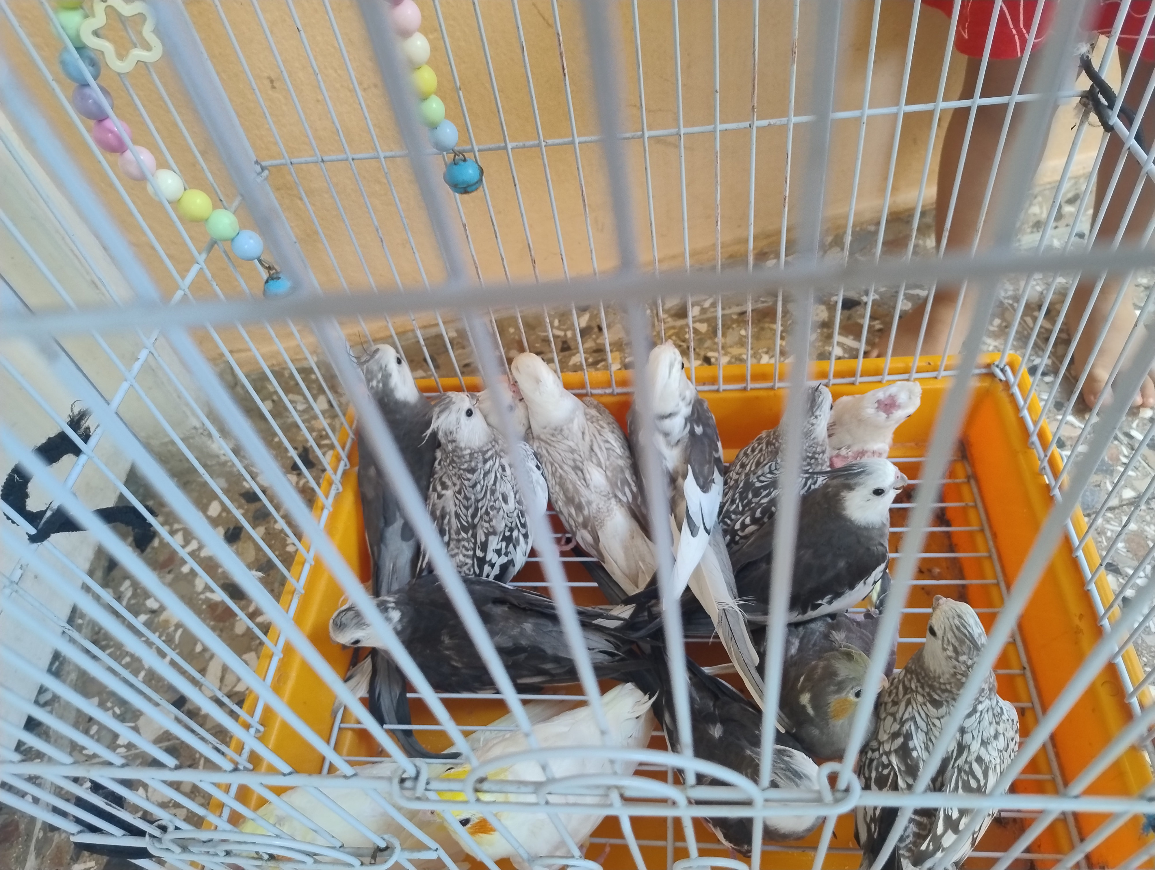 animales y mascotas - Aves, Buscando hogar  2