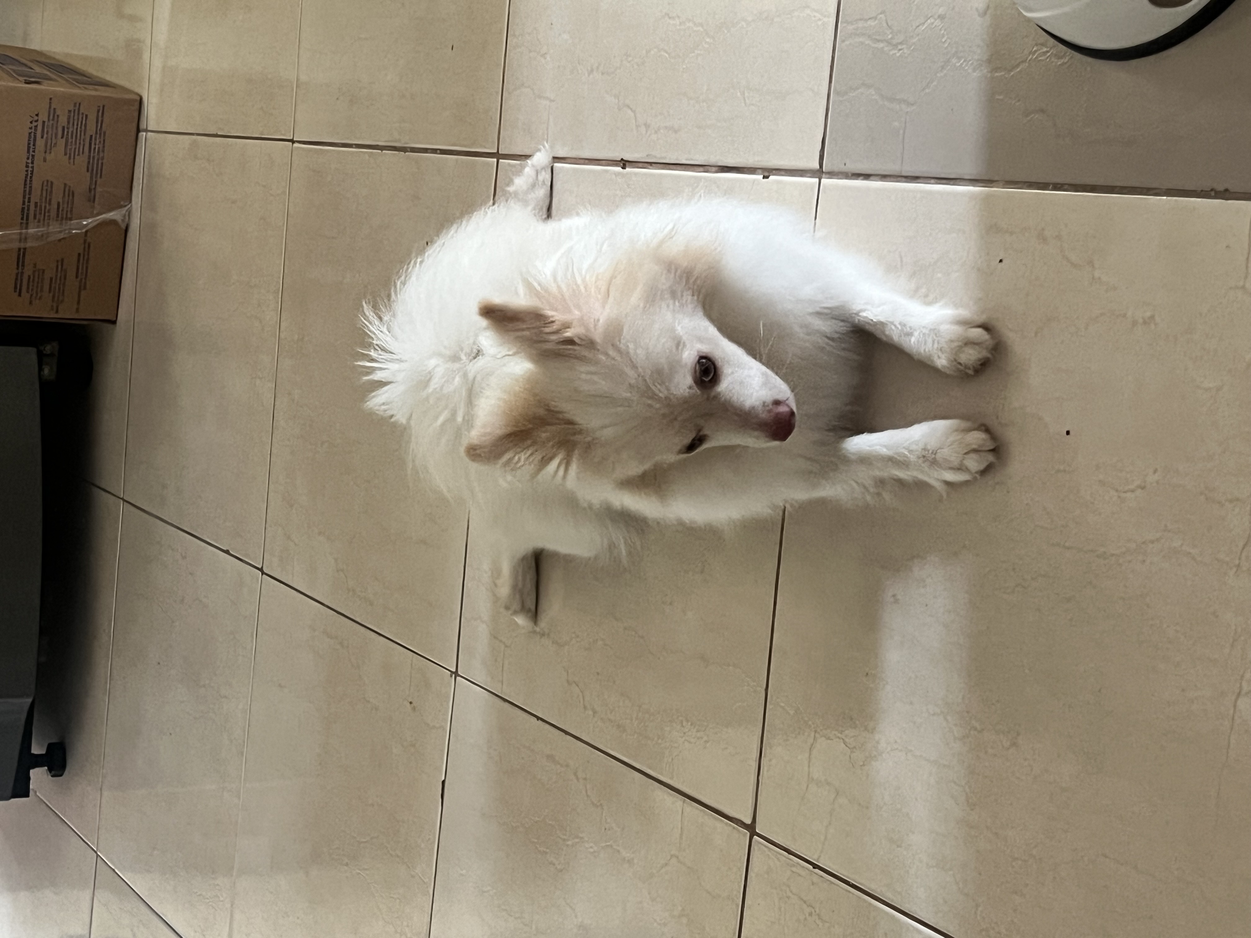 animales y mascotas - perrito pumeranio  1