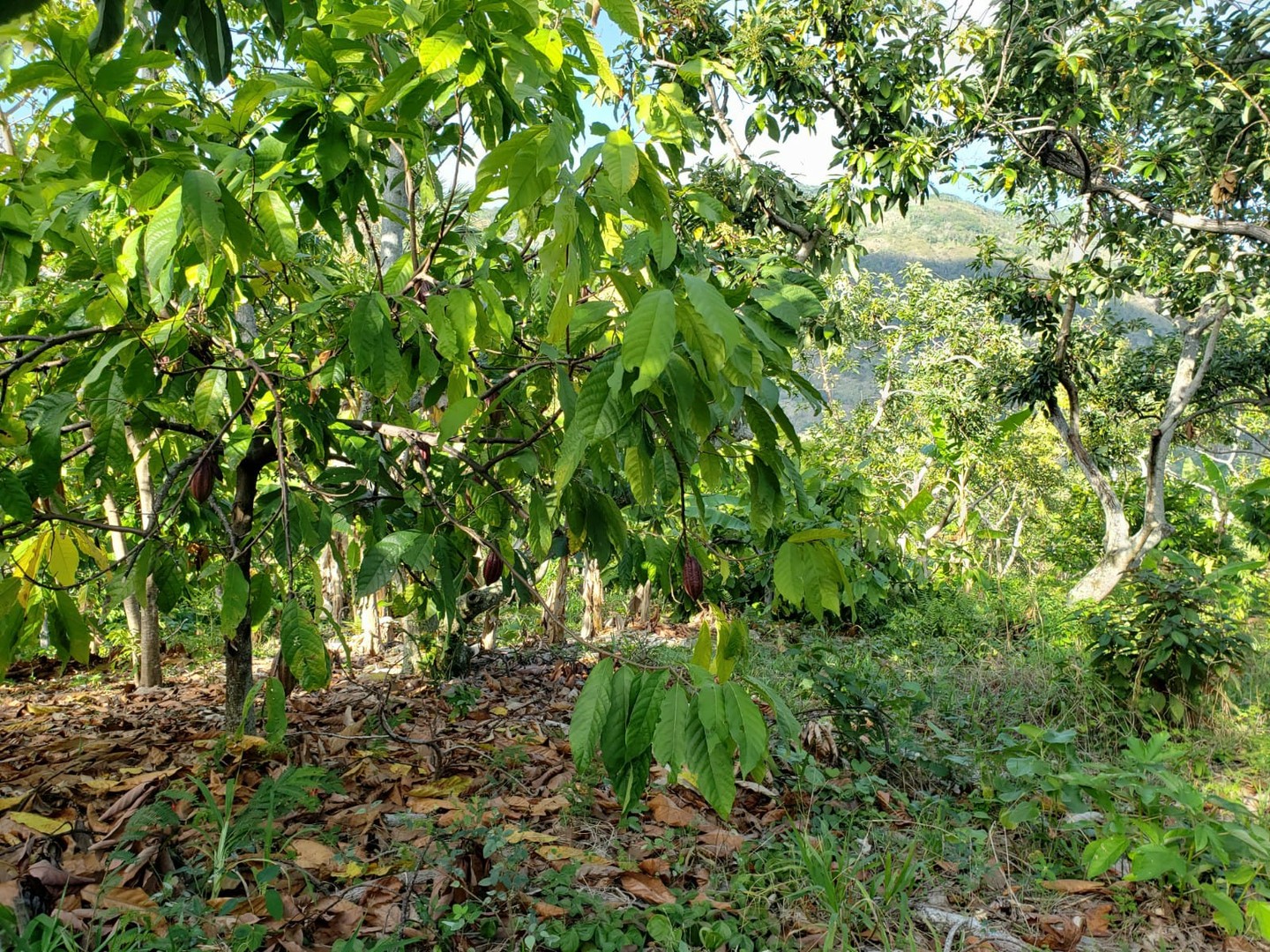 solares y terrenos - Finca de Aguacates en Venta en Paraíso, Barahona 3