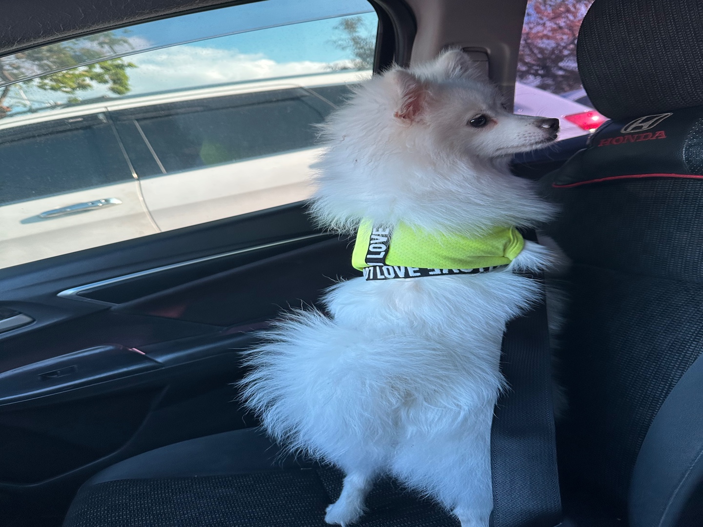 animales y mascotas - Perro pomerania 10 meses, macho 1