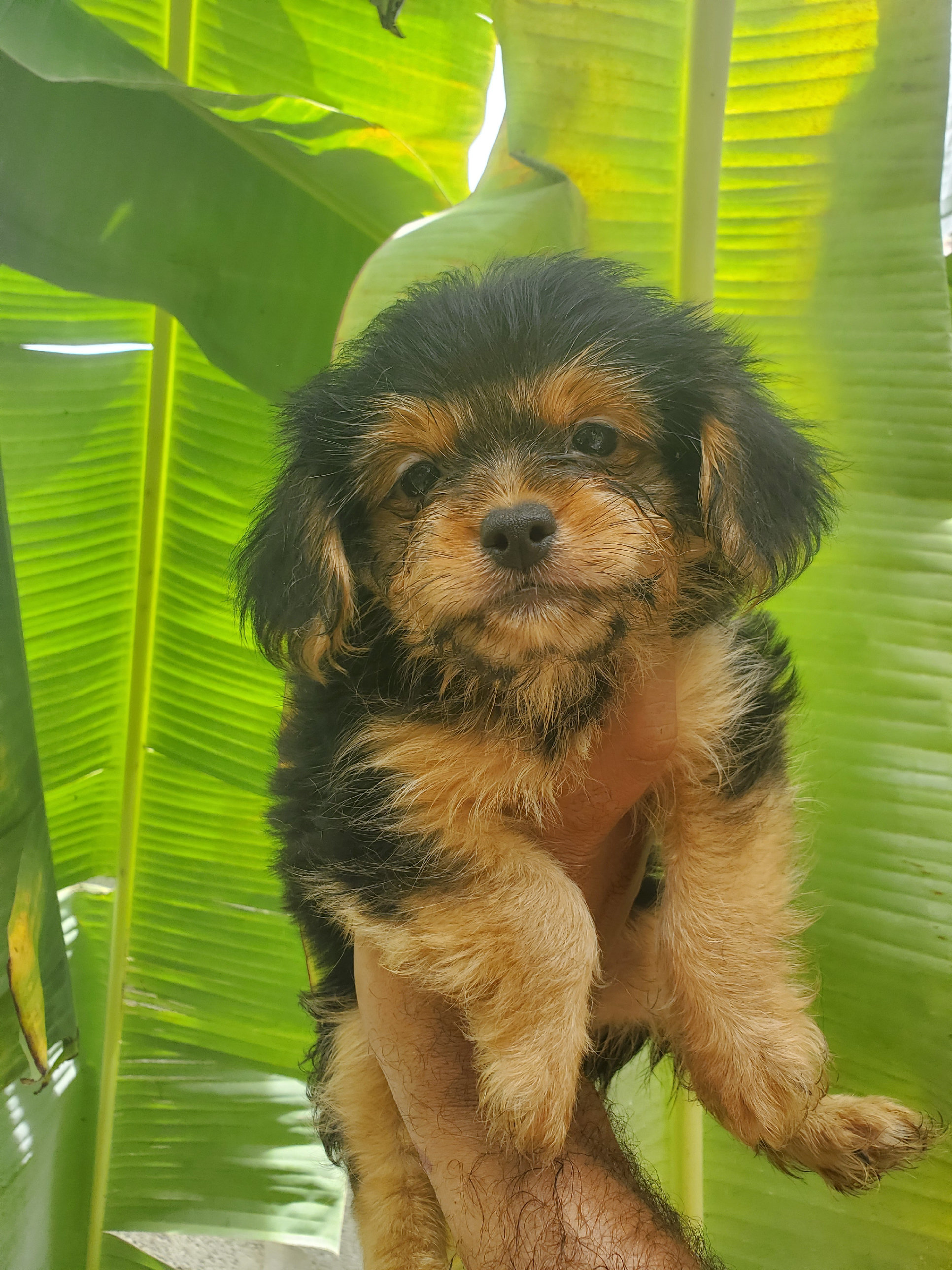 animales y mascotas - mix yorkie con mariposa hembra 