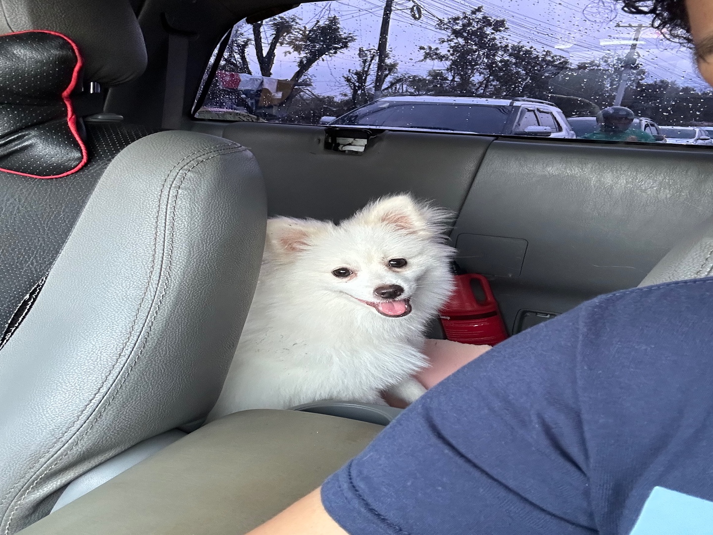 animales y mascotas - Perro pomerania 10 meses, macho 2