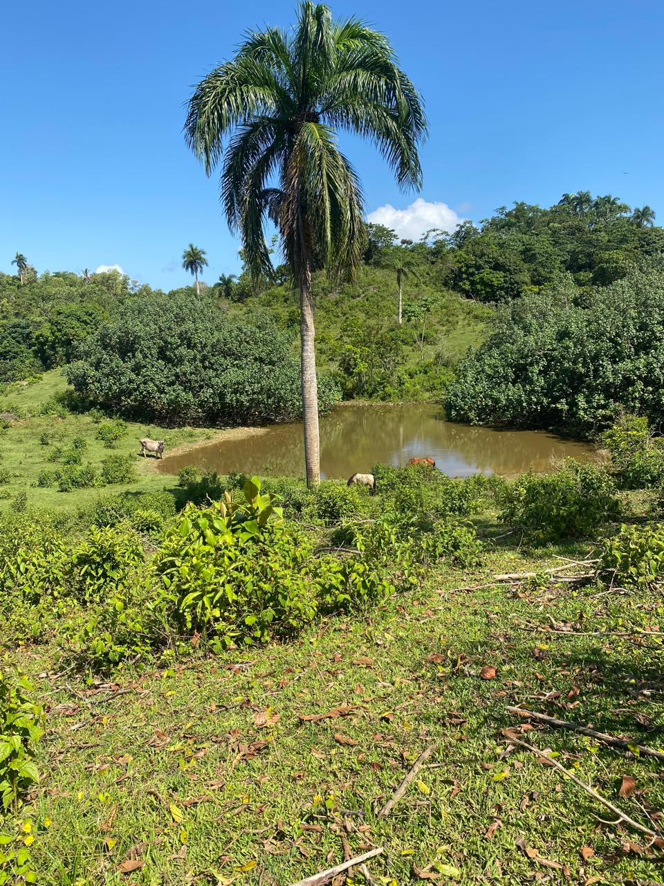solares y terrenos - IMPRESIONANTE TERRENO EN VENTA: MÁS DE 19 HECTÁREA 2