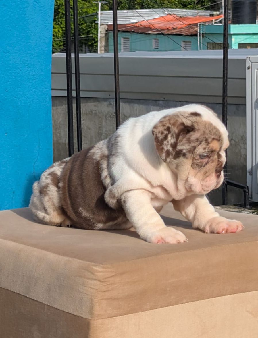 animales y mascotas - OFERTA CACHORRO BULLDOG INGLES HEMBRA EN SANTO DOM